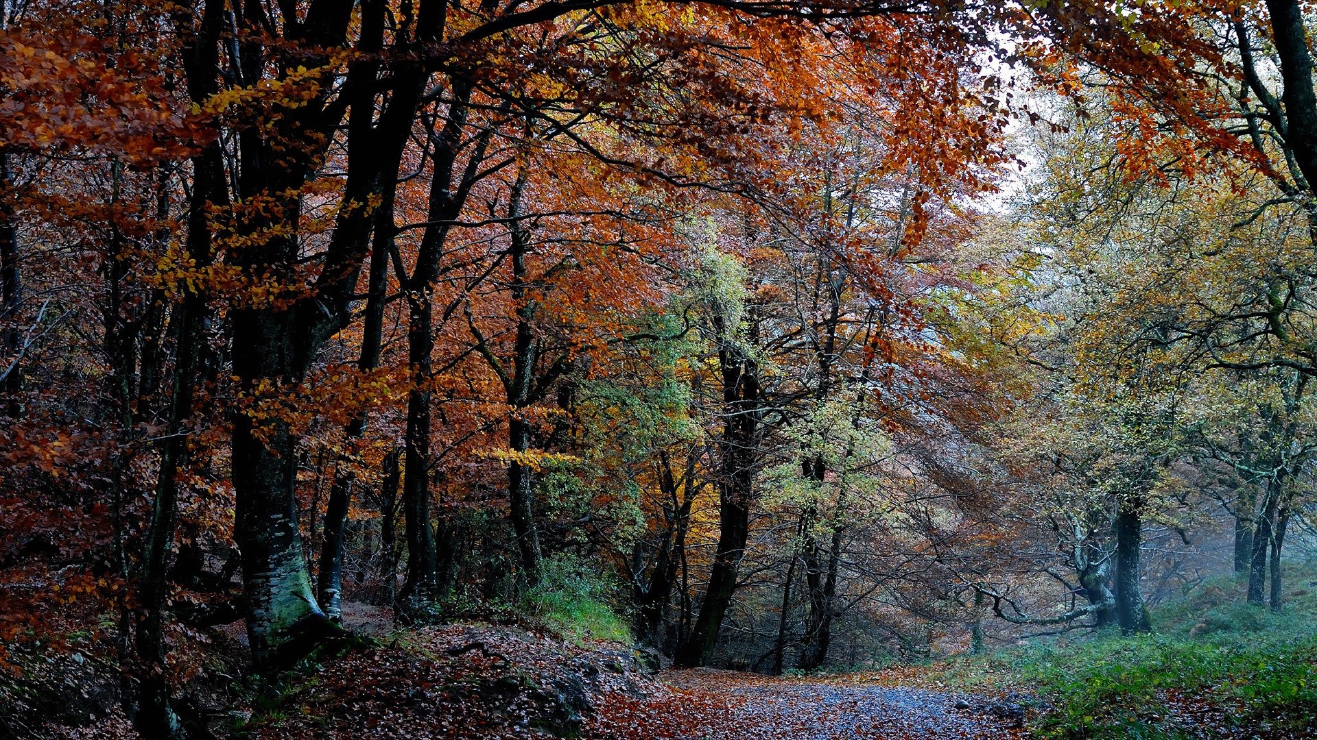 Autumn forest path with colorful leaves HD Wallpaper