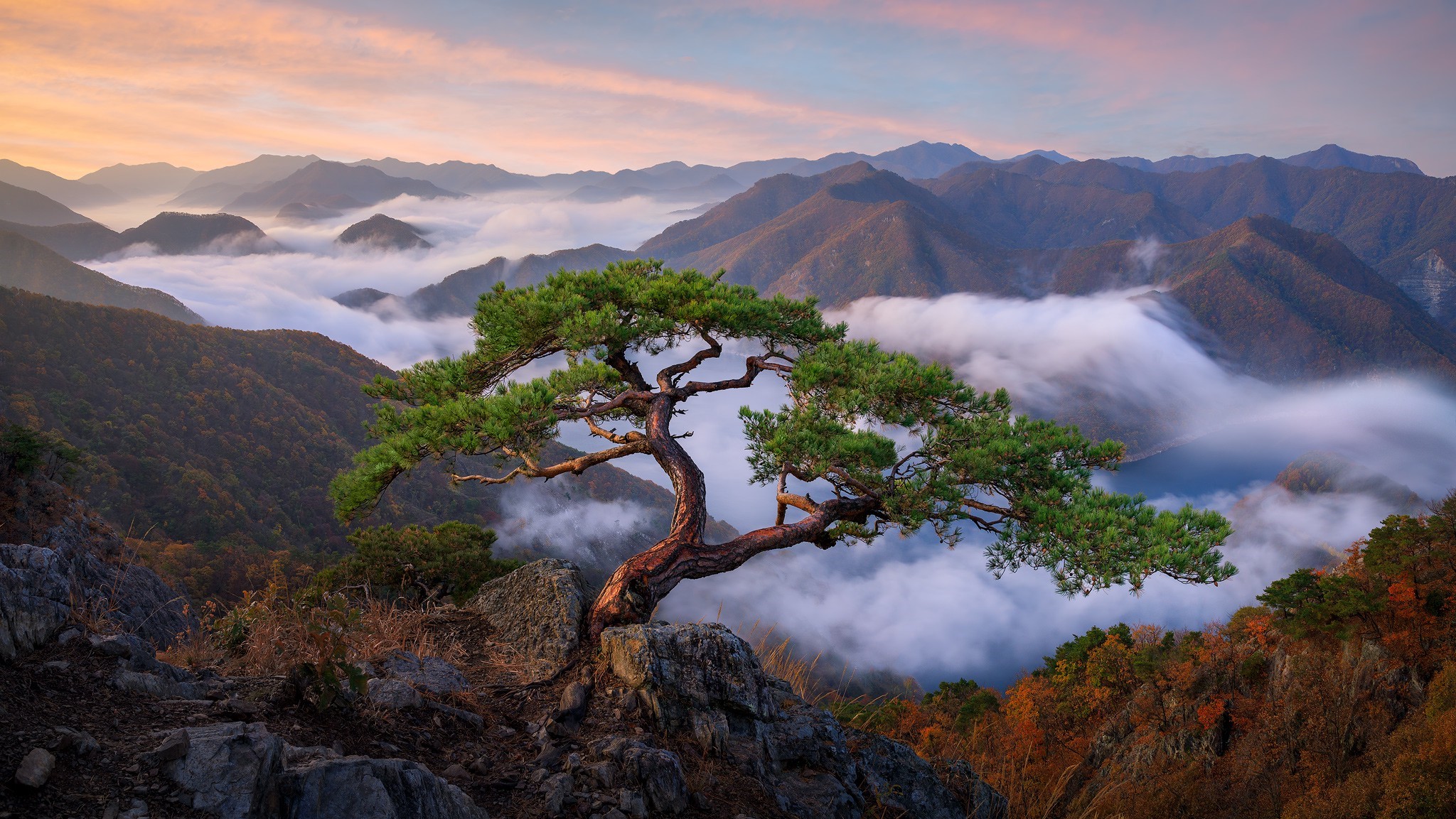 Pine tree on a rocky outcrop overlooking misty mountains HD Wallpaper