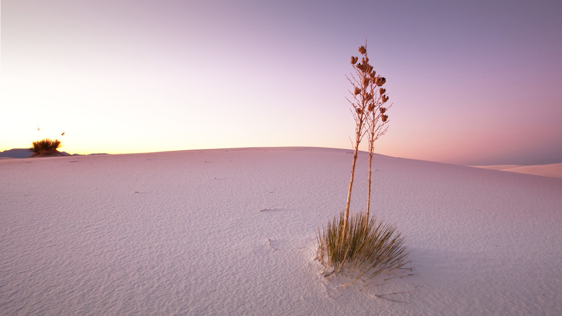 Desert landscape with yucca plant at sunset HD Wallpaper