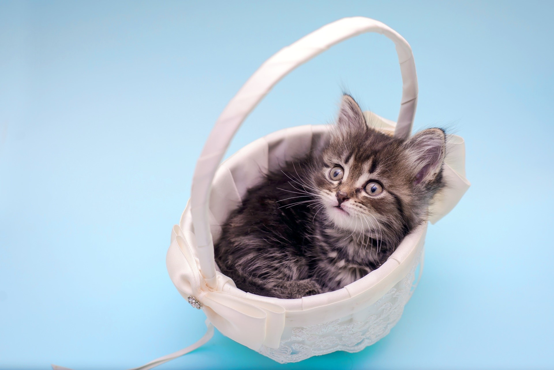 Kitten in a decorative basket HD Wallpaper