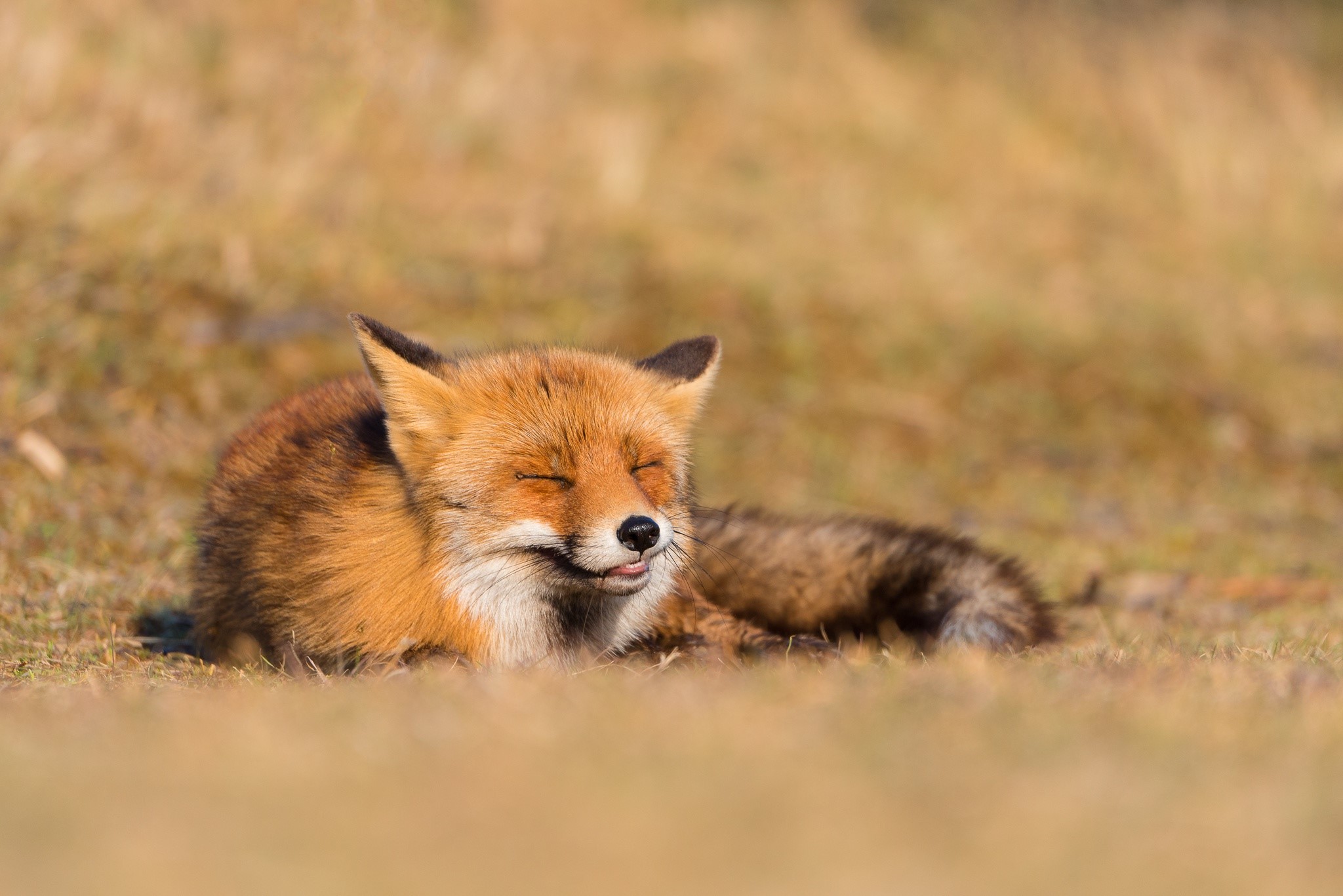 Red fox resting on grassy field HD Wallpaper