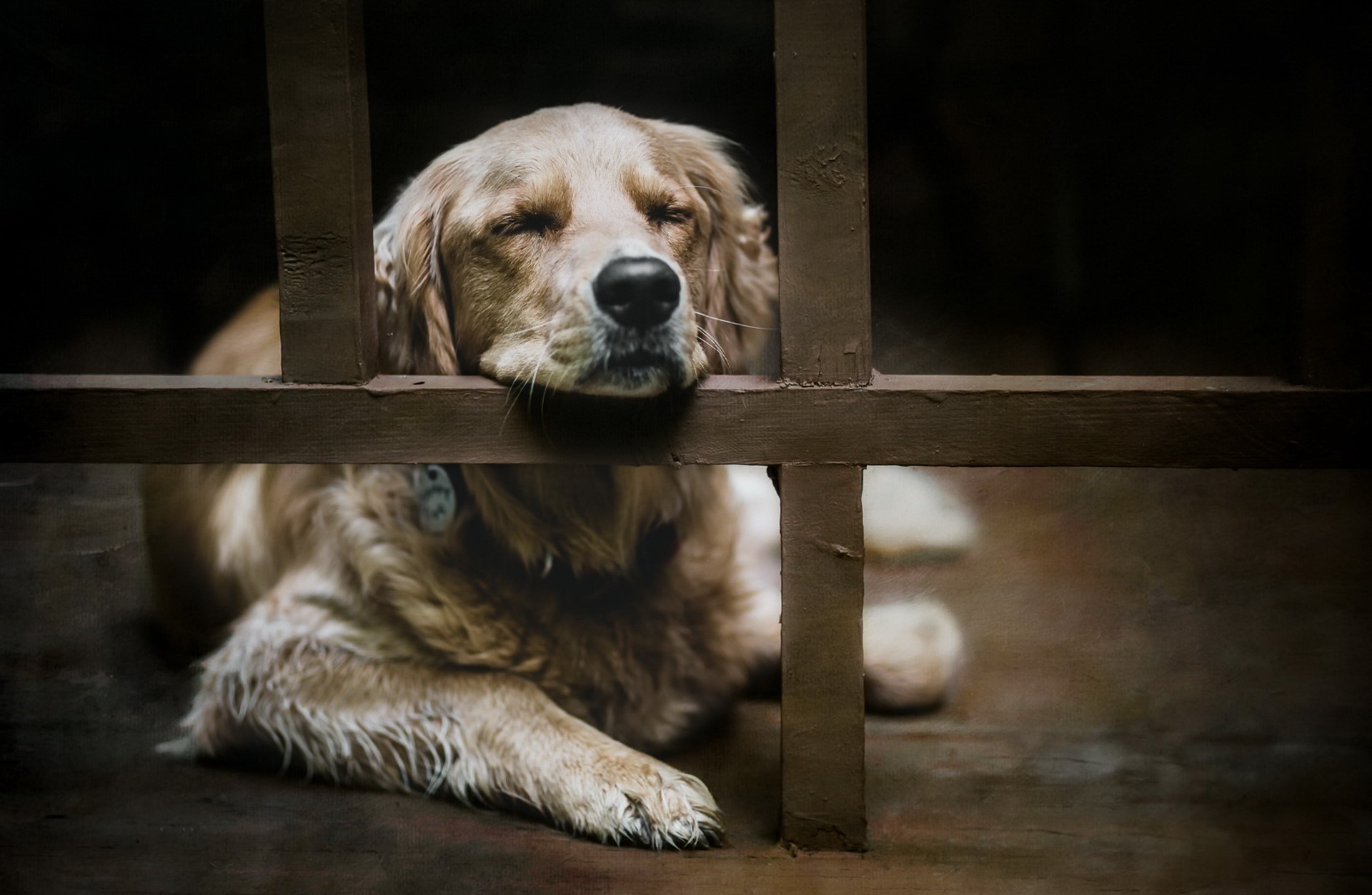Golden retriever dog resting its head on a wooden fence HD Wallpaper