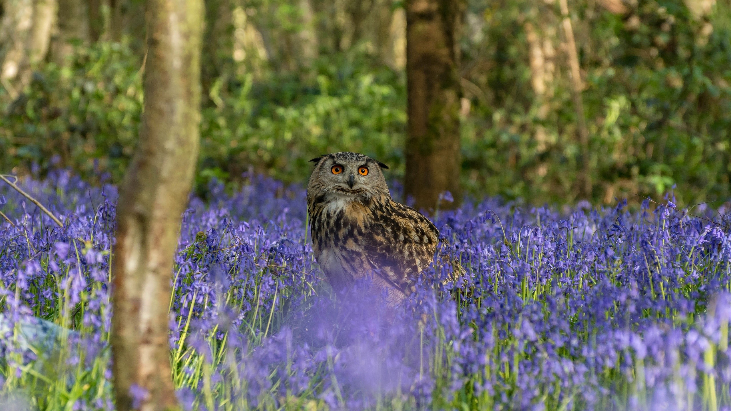 Eurasian eagle-owl in a bluebell forest HD Wallpaper