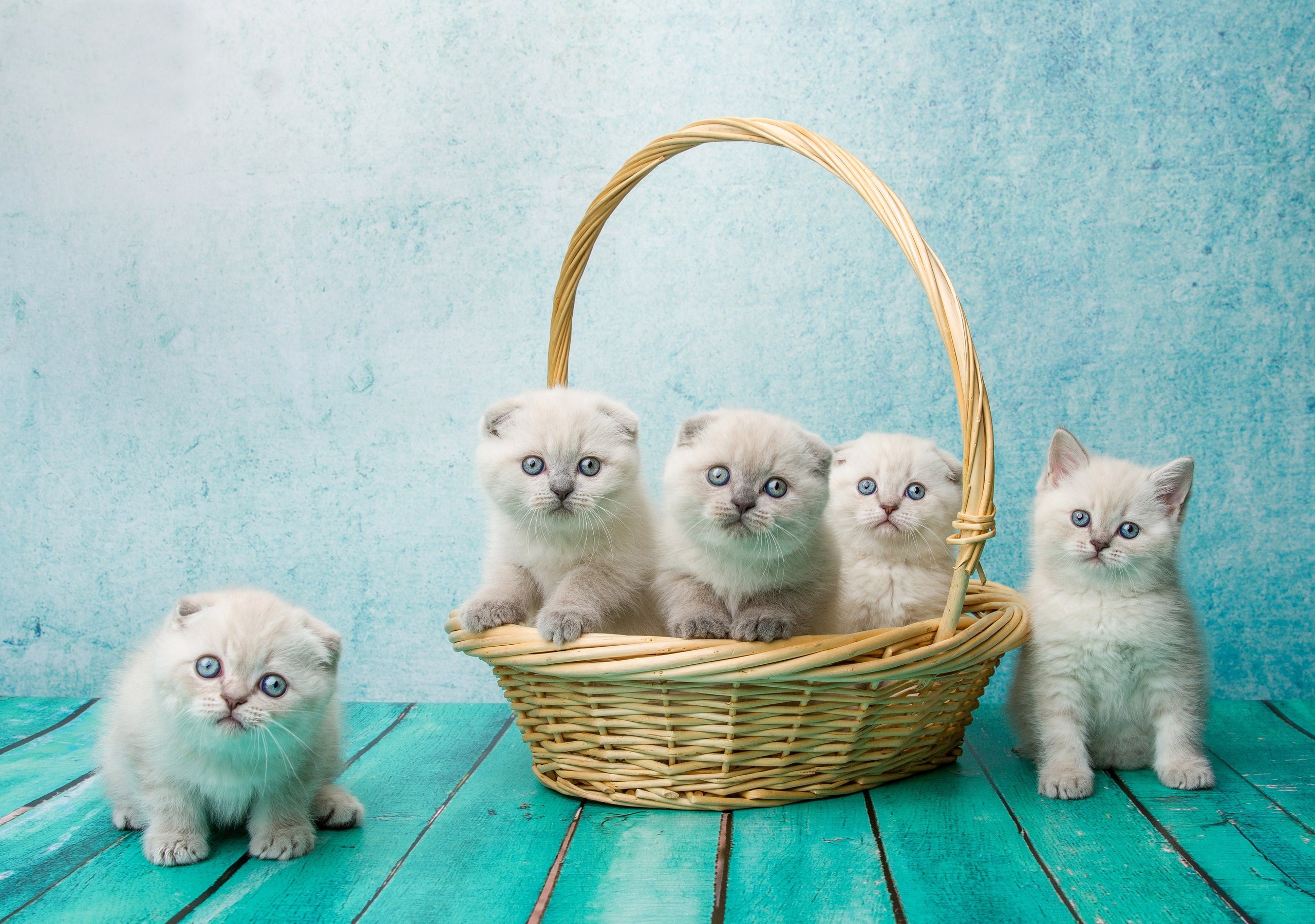 Five Scottish Fold kittens in a basket HD Wallpaper