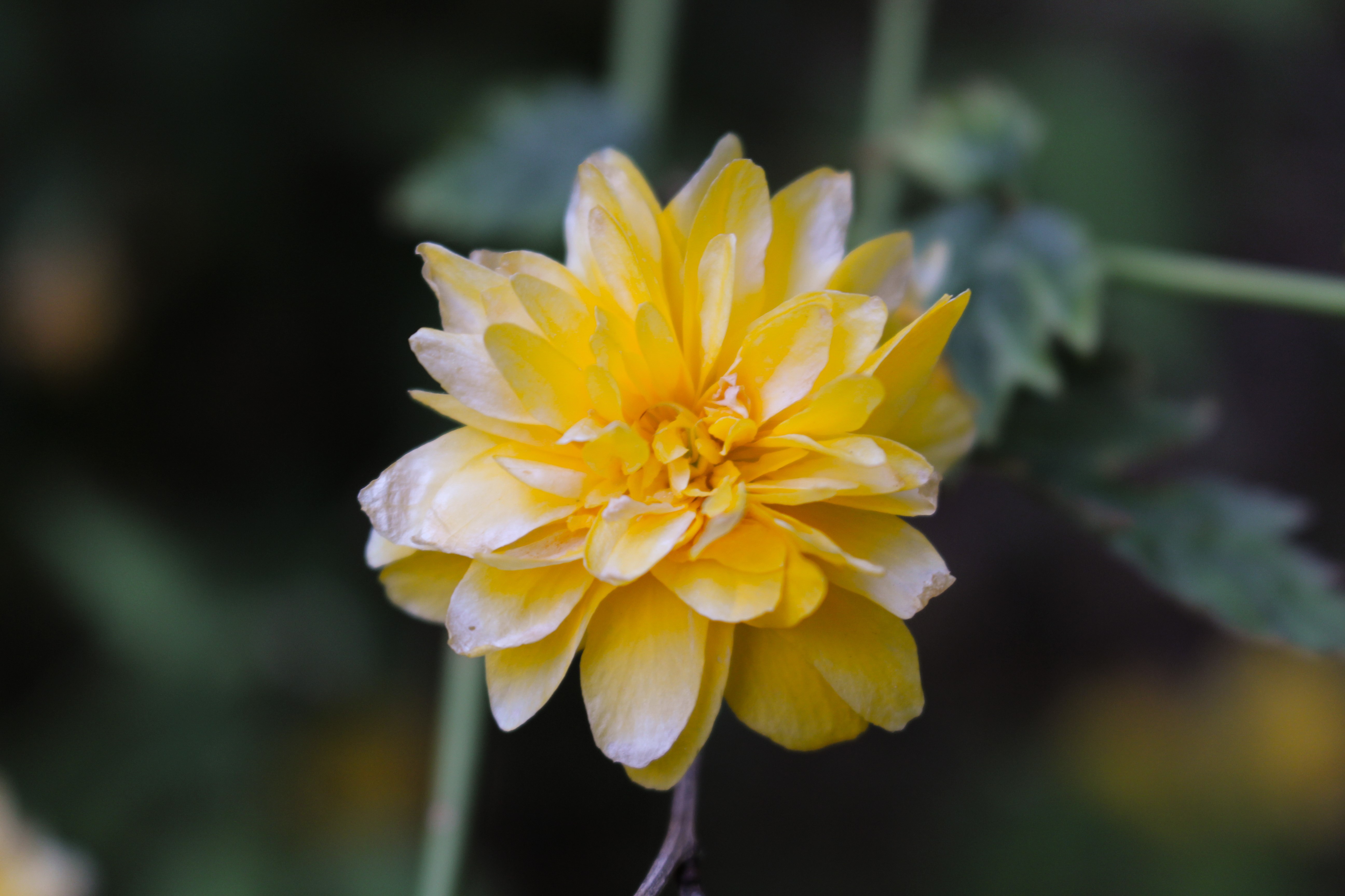 4K yellow flowers in nature HD Wallpaper