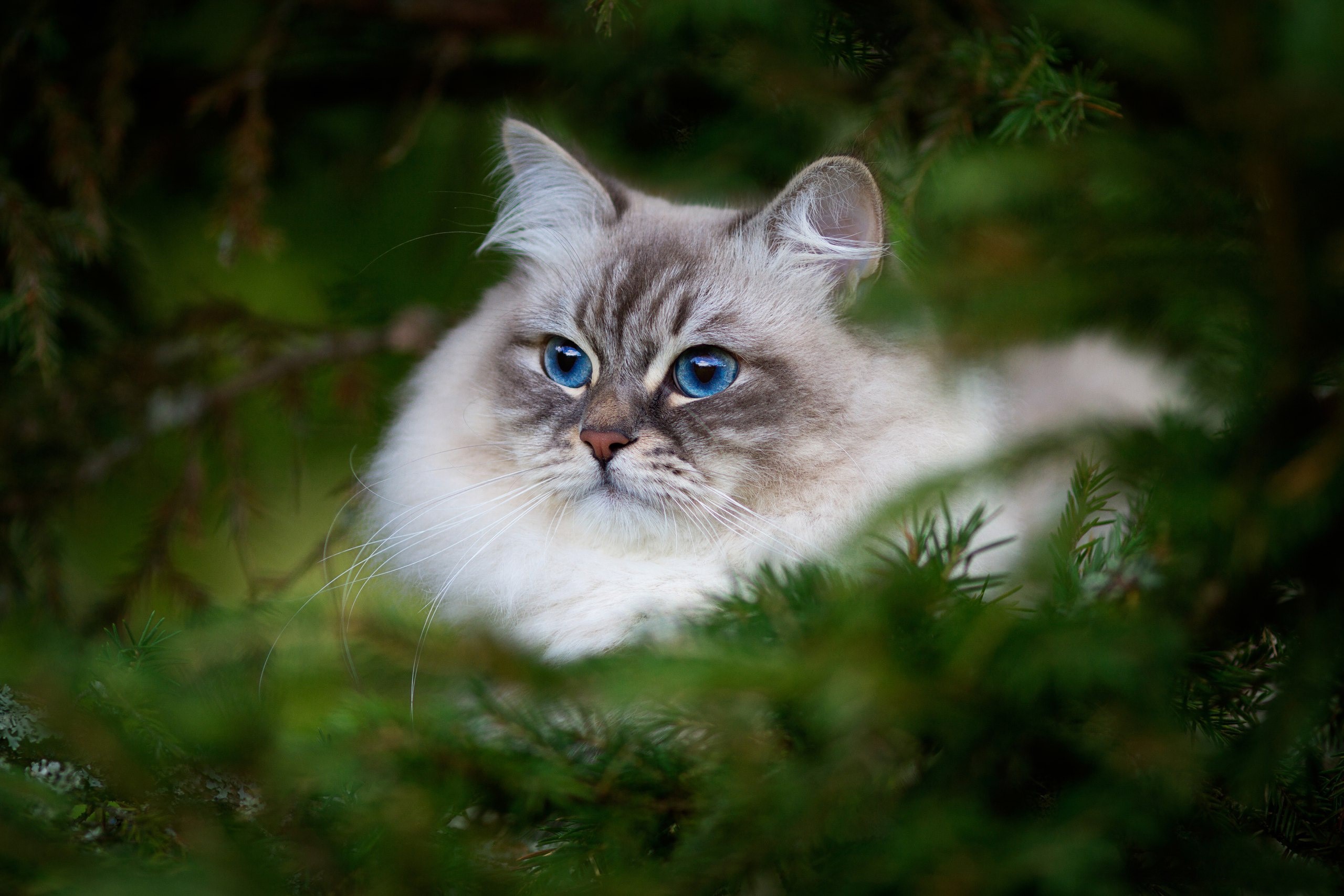 A fluffy cat with blue eyes in green foliage HD Wallpaper