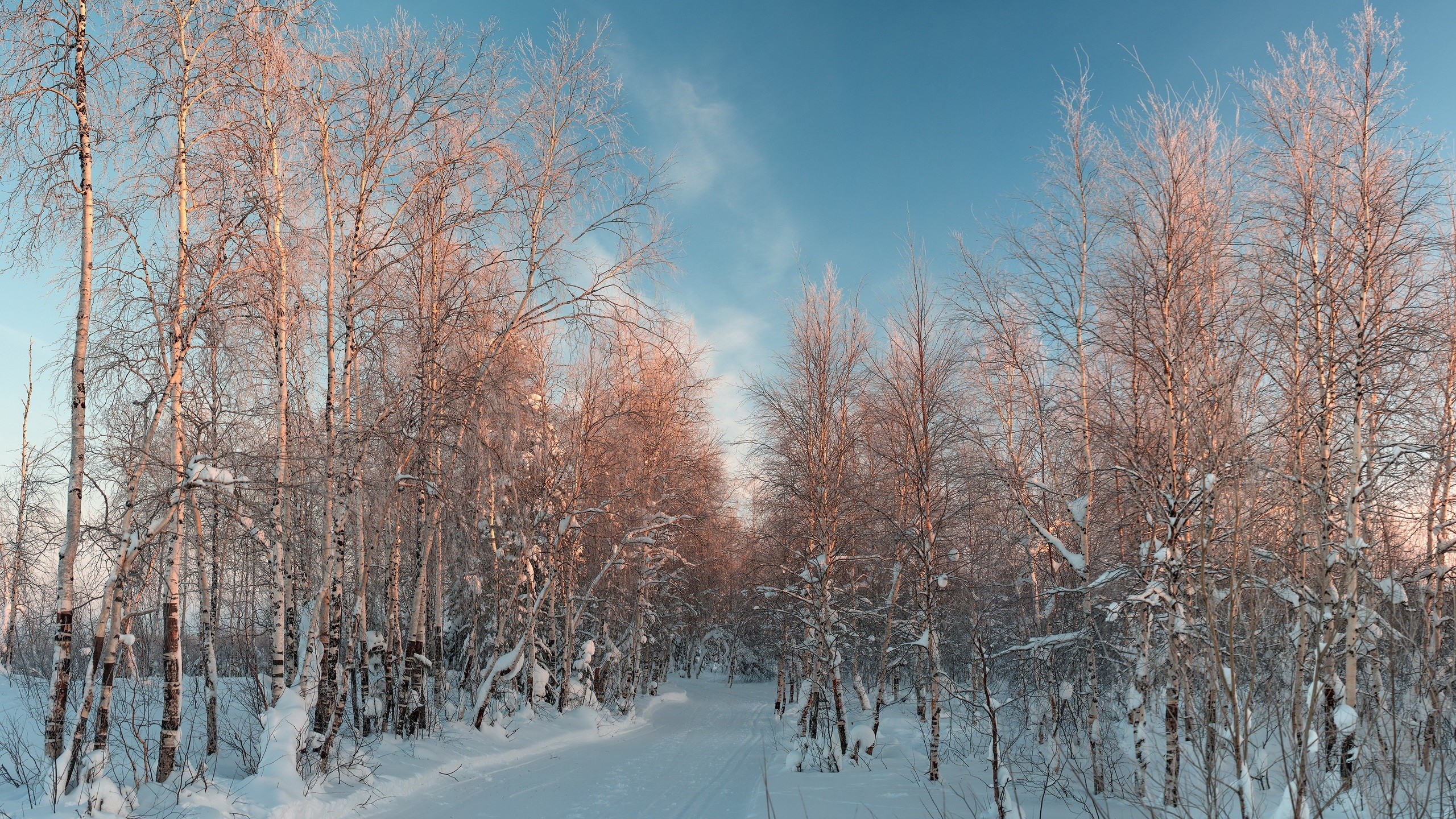 Winter forest path with snow and bare trees HD Wallpaper