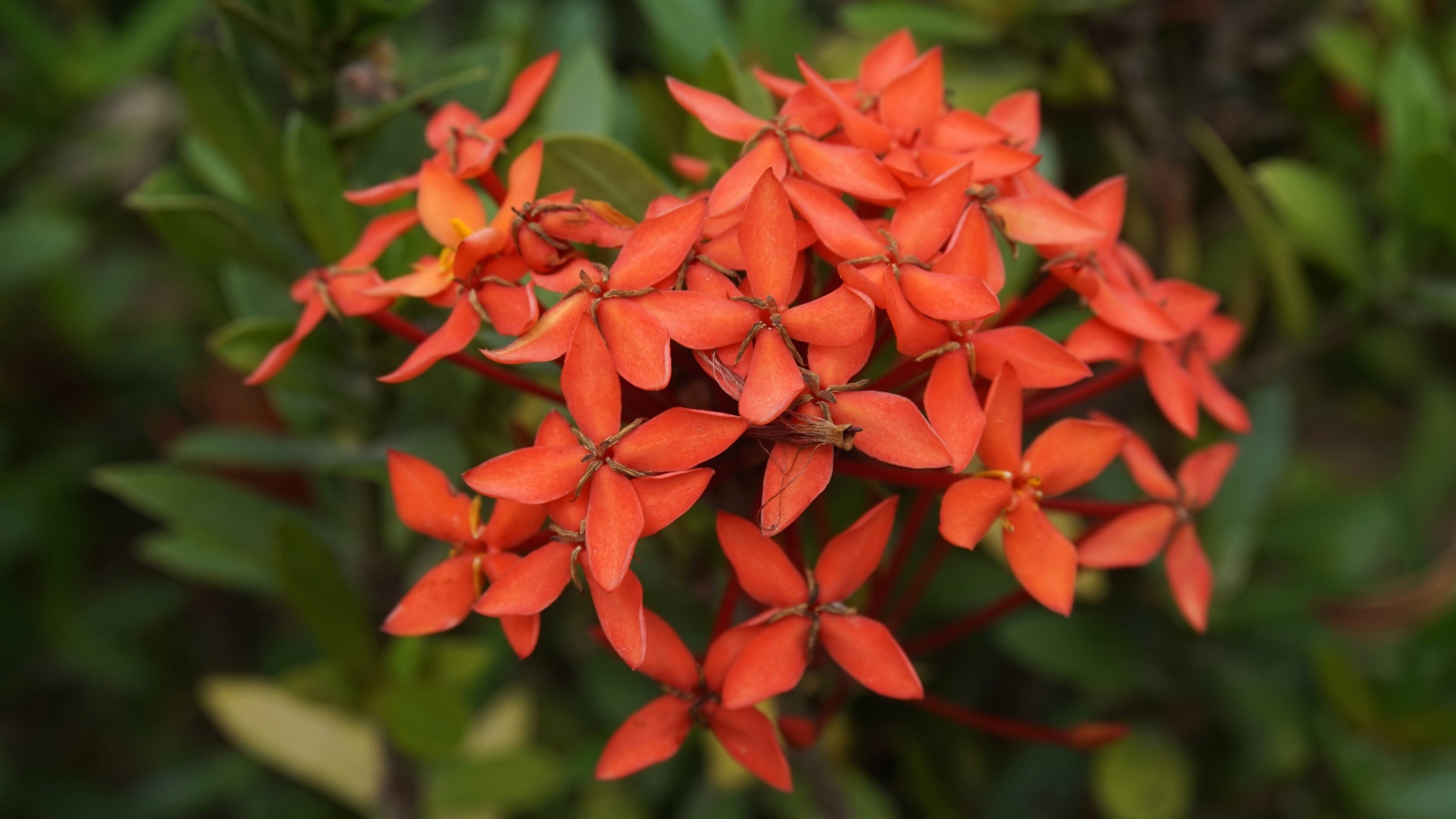 Cluster of vibrant orange Ixora flowers HD Wallpaper