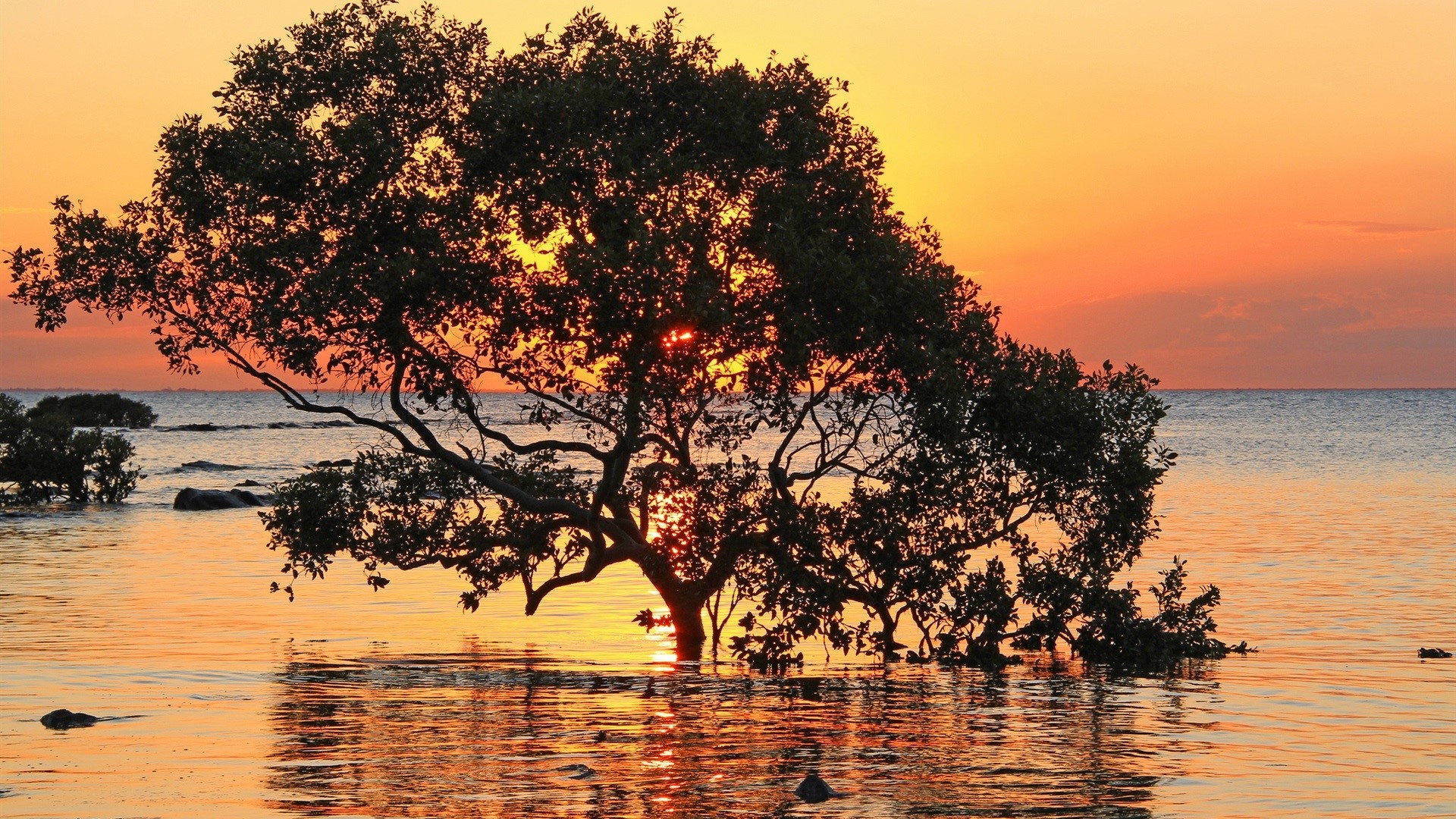 Silhouette of a tree in the ocean at sunset HD Wallpaper