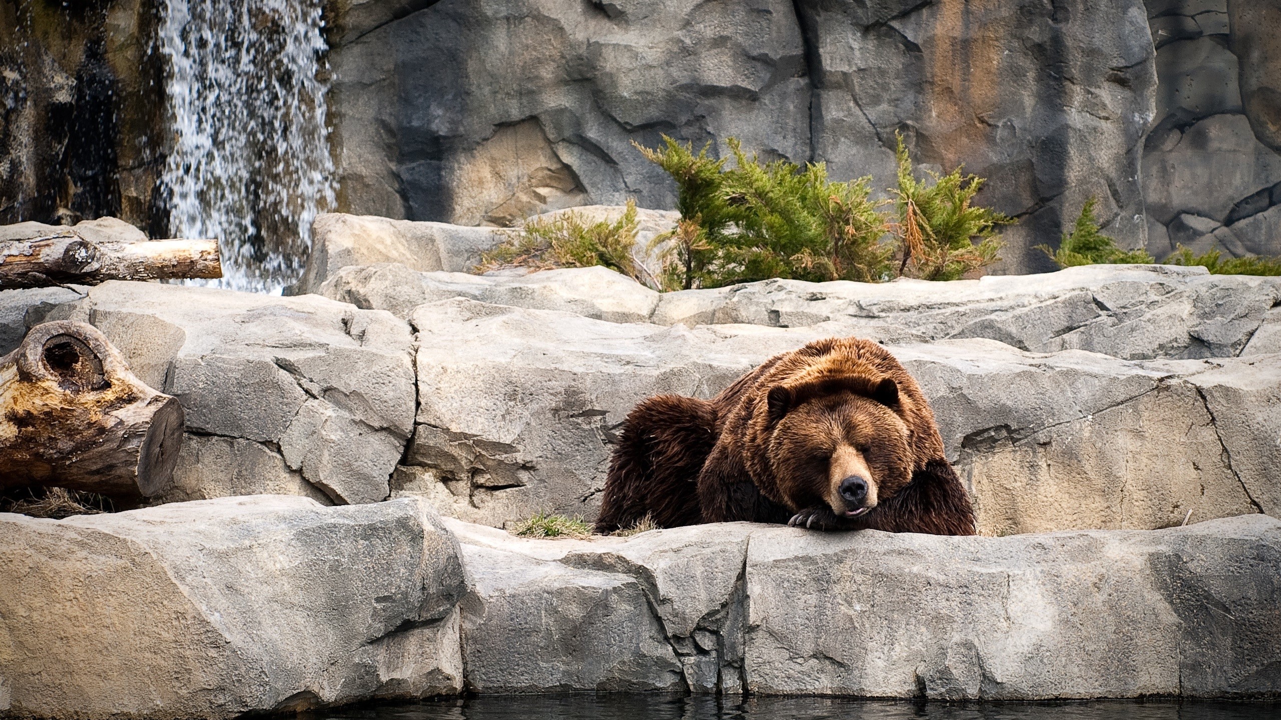 Brown bear resting by a waterfall and rocks HD Wallpaper