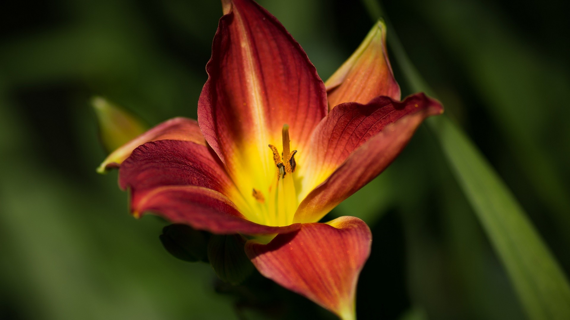Close-up of a red and yellow lily flower HD Wallpaper
