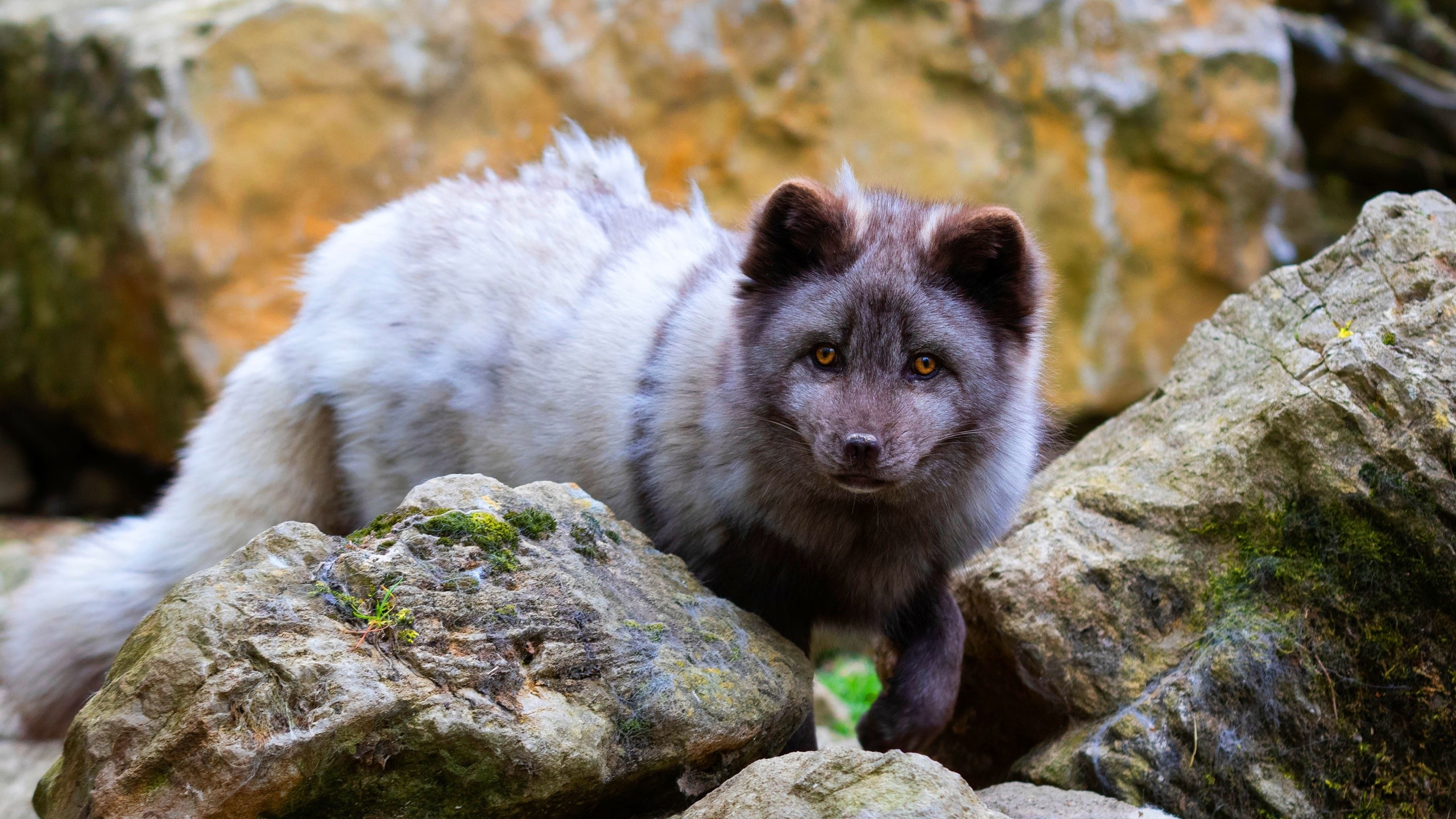 Arctic fox with dark and white fur among rocks HD Wallpaper