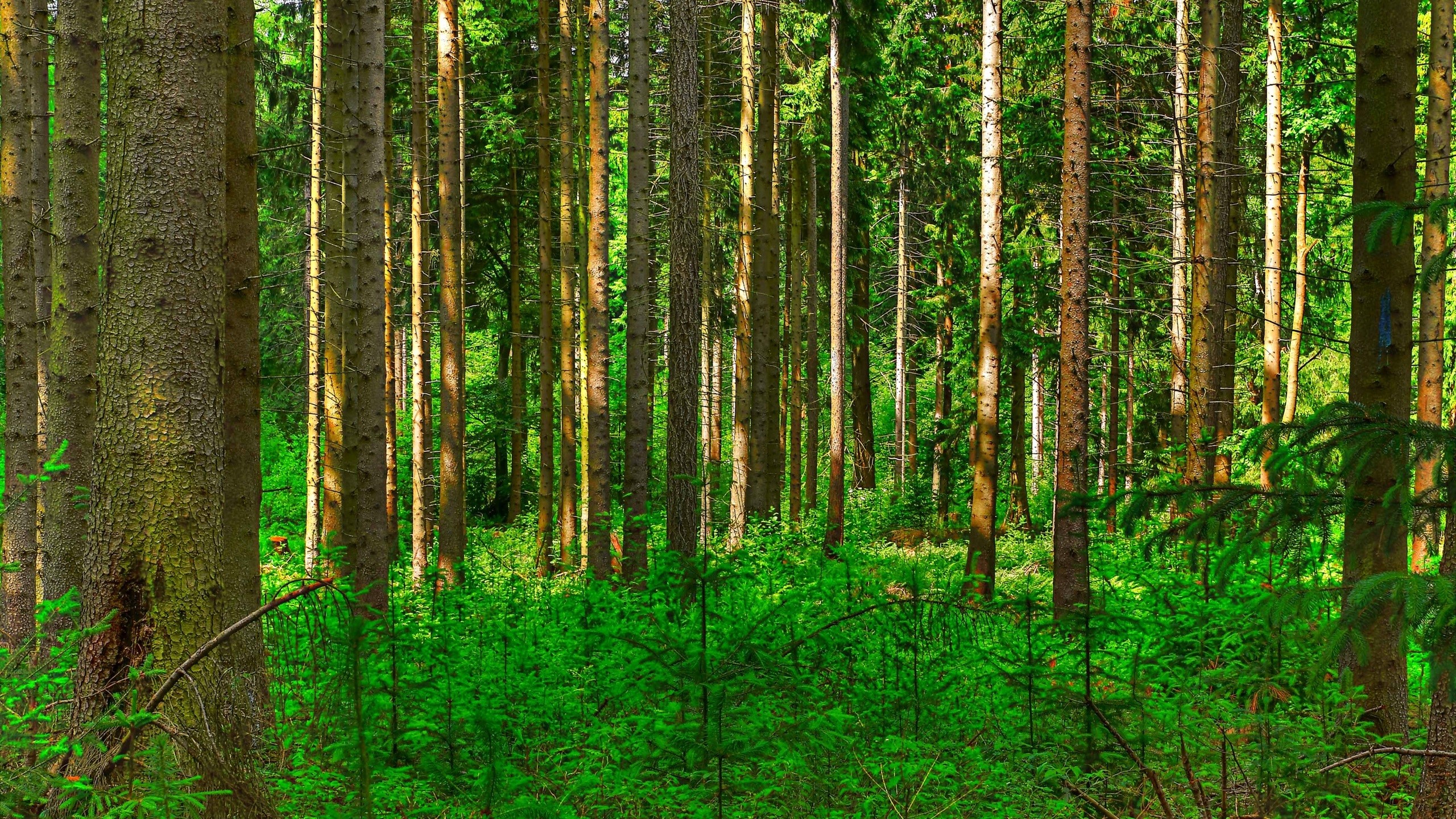 Sunlight filtering through a dense forest with green undergrowth HD Wallpaper