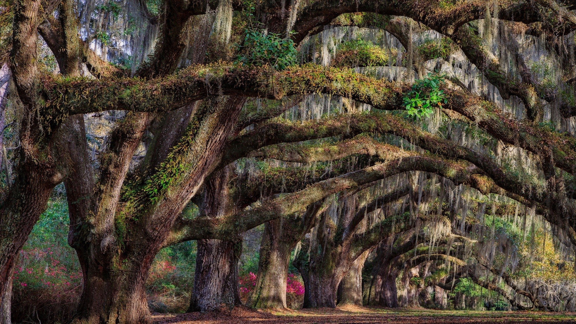 Avenue of ancient oak trees draped with Spanish moss HD Wallpaper