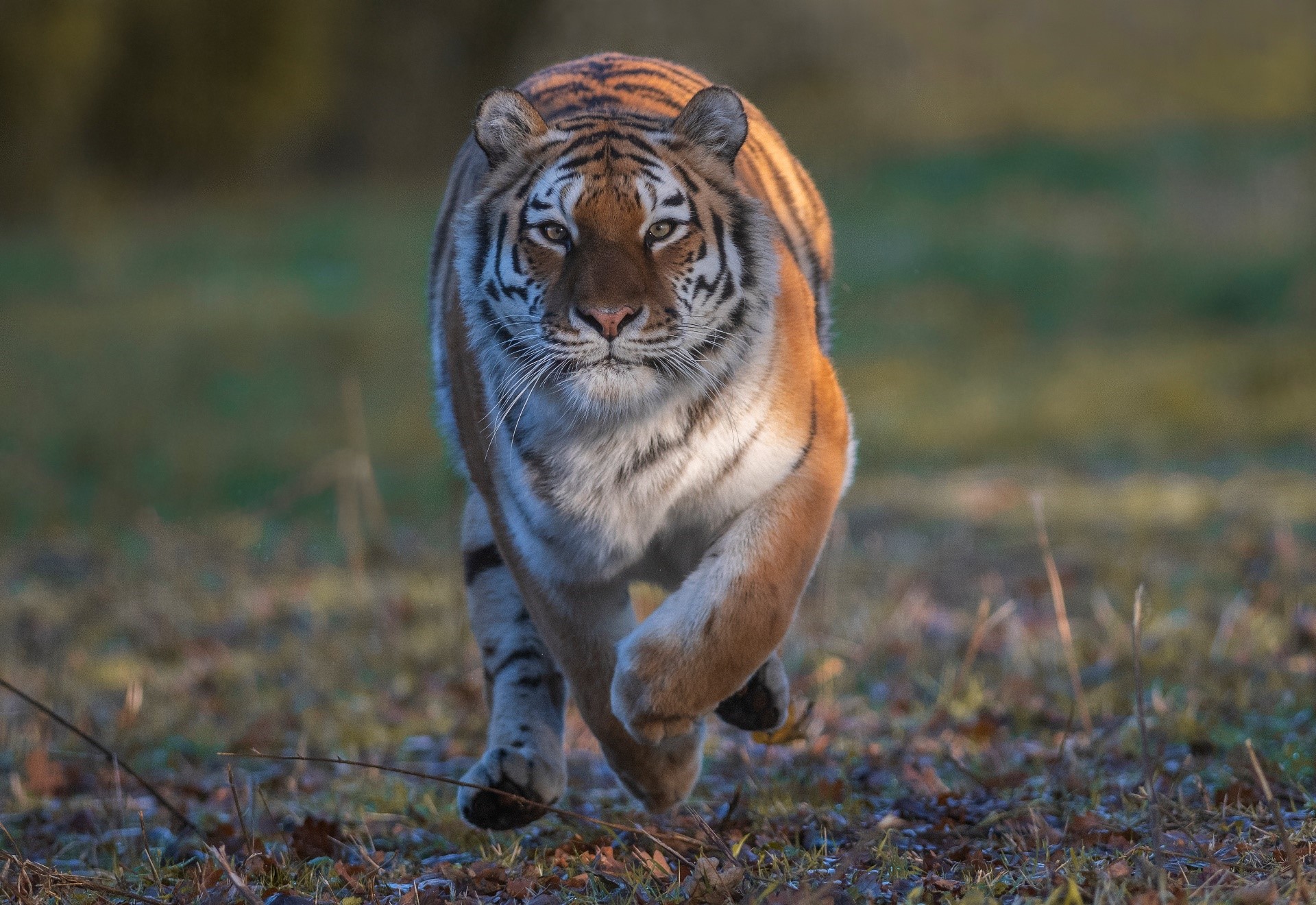 Tiger running forward in a grassy field HD Wallpaper