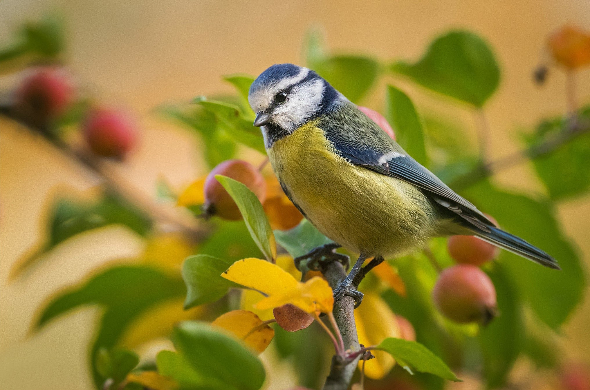 Blue Tit bird perched on a branch with berries HD Wallpaper