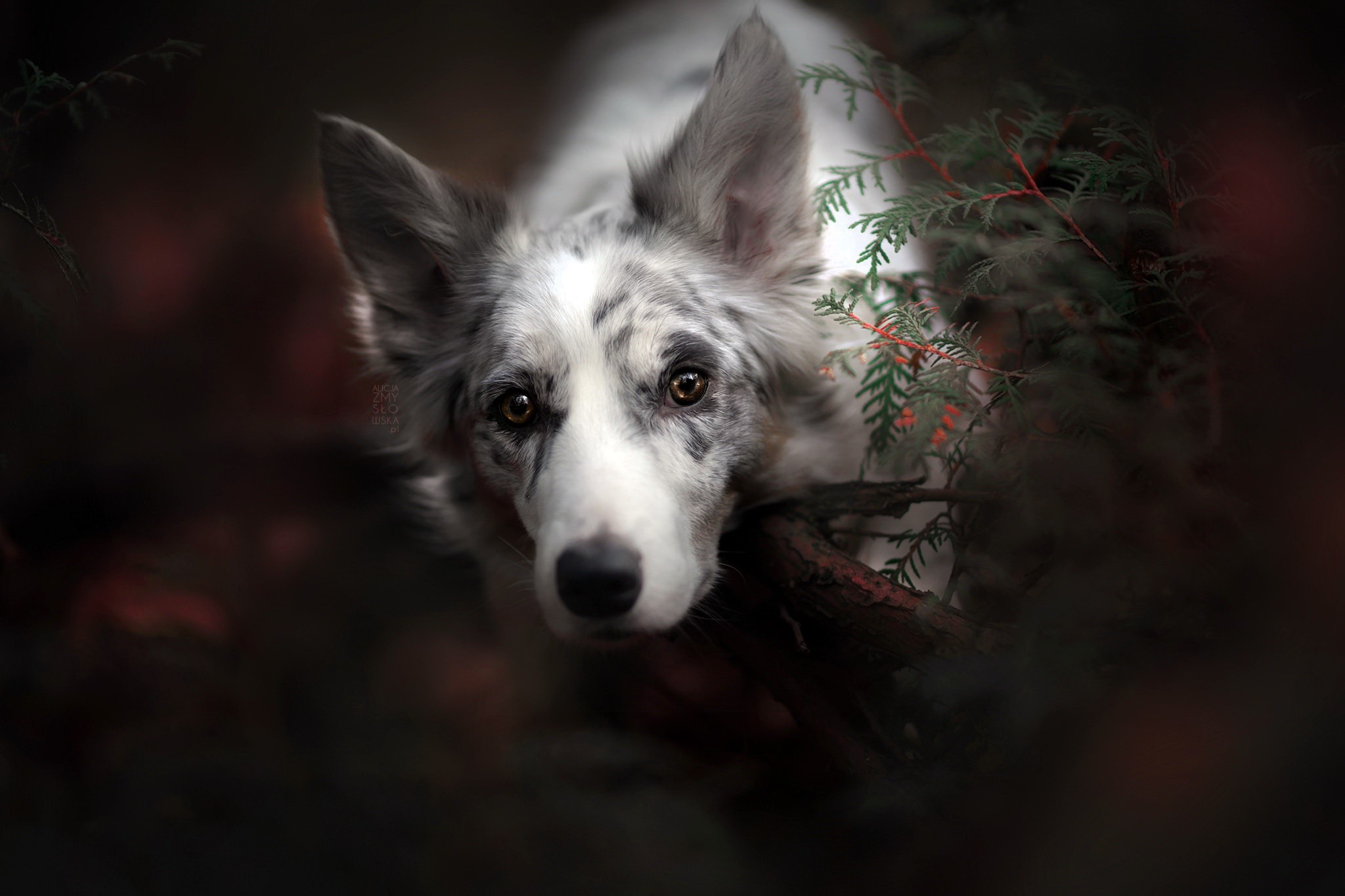 A dog resting its head on a branch HD Wallpaper