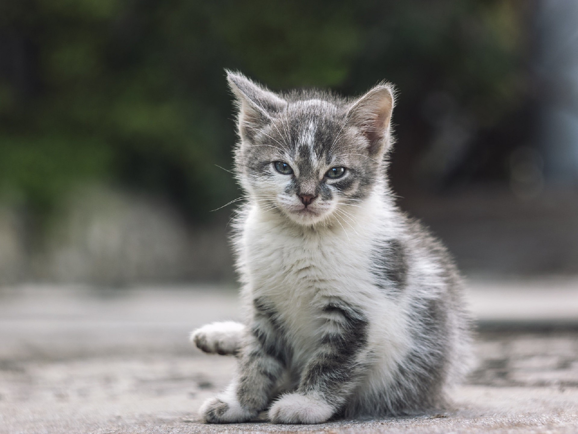 A small kitten sitting on the ground HD Wallpaper