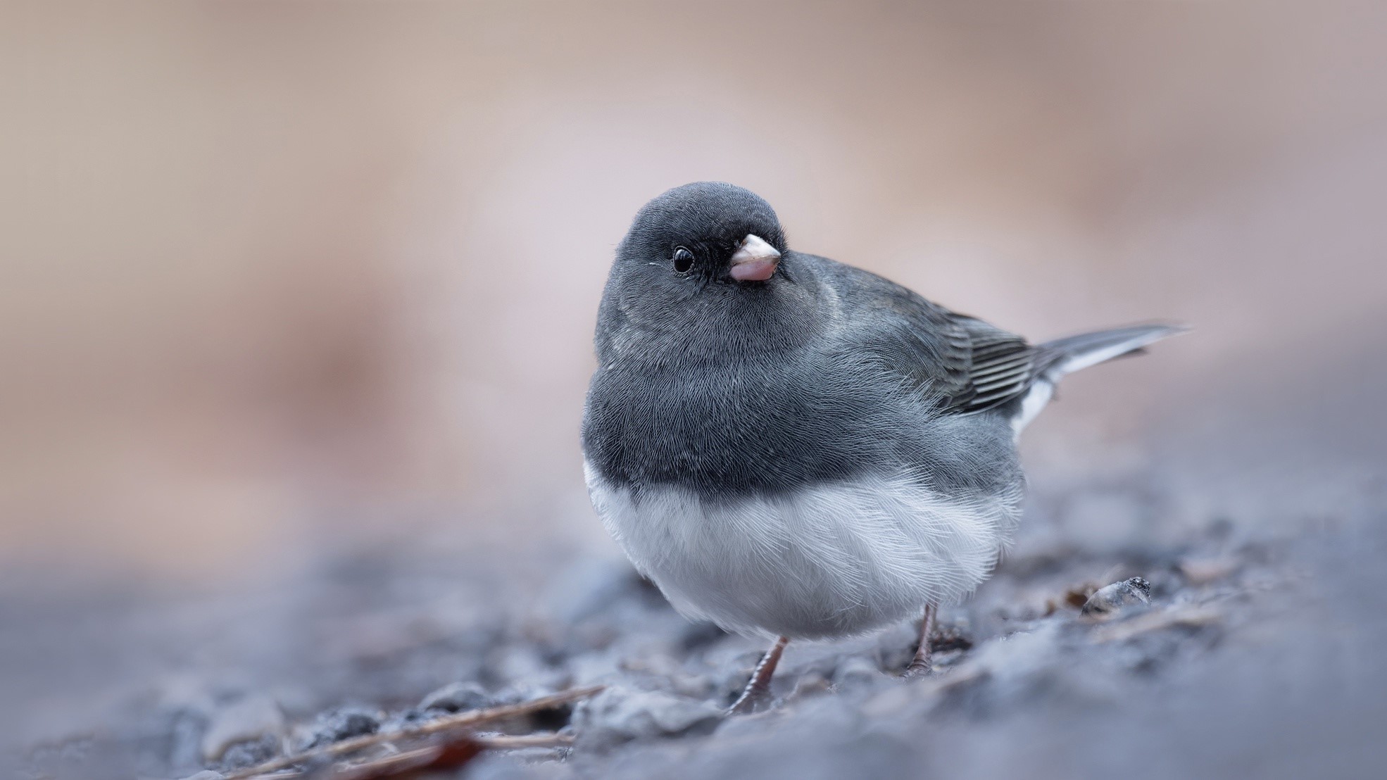 Dark-eyed Junco bird on the ground HD Wallpaper