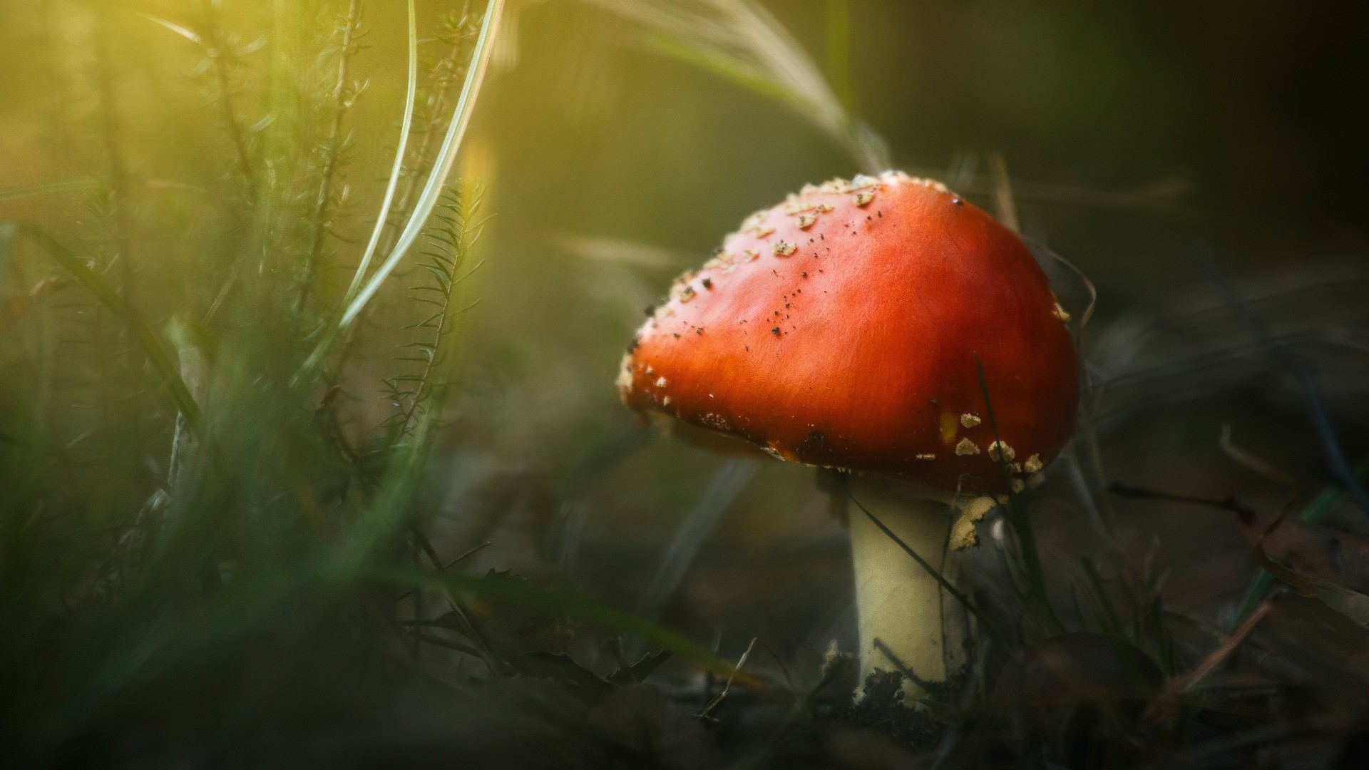 Red mushroom with white spots in grass HD Wallpaper