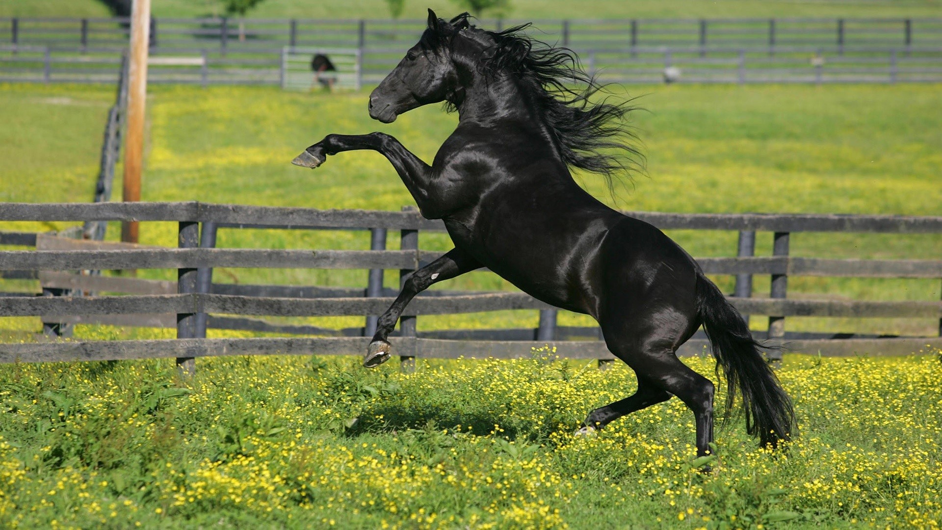 Black horse rearing up in a field of yellow flowers HD Wallpaper