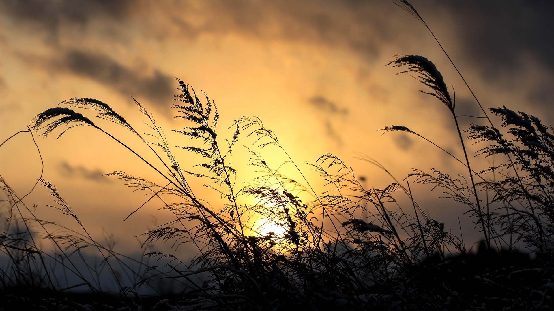 Silhouette of tall grass against a sunset sky HD Wallpaper
