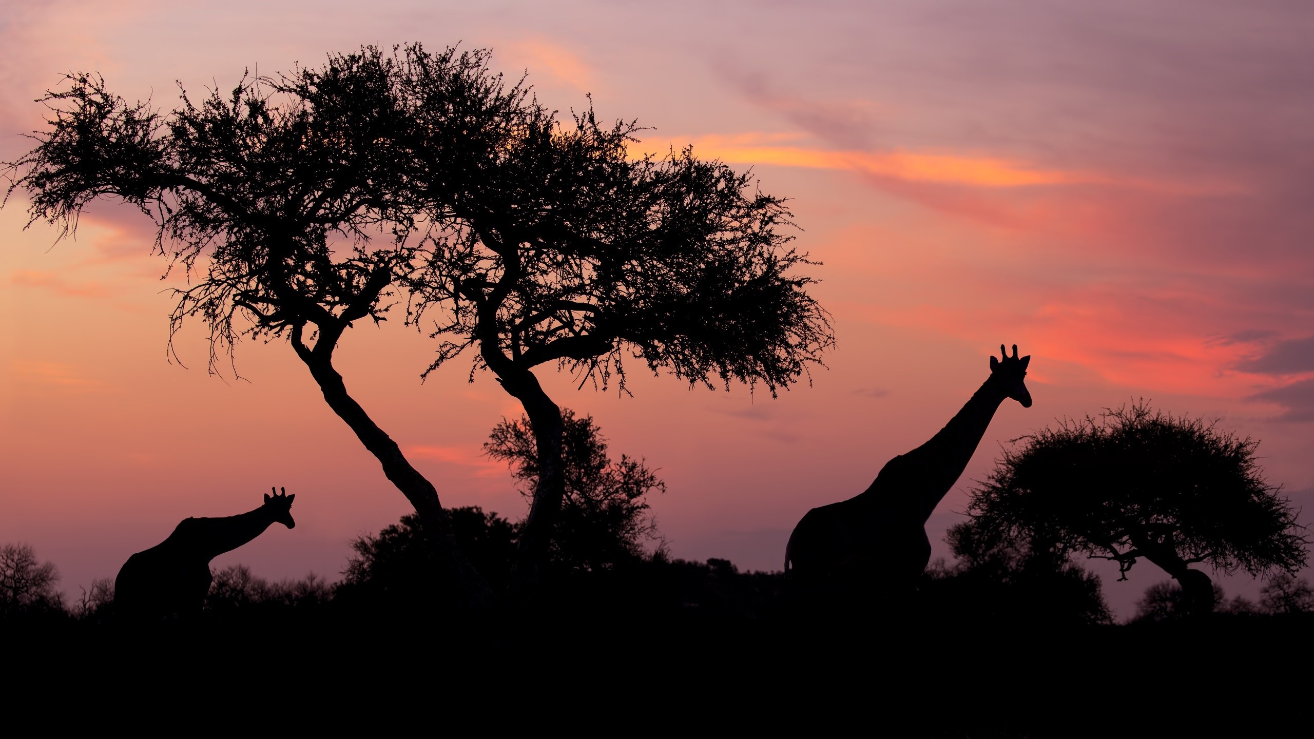 Silhouettes of giraffes and trees against a sunset sky HD Wallpaper