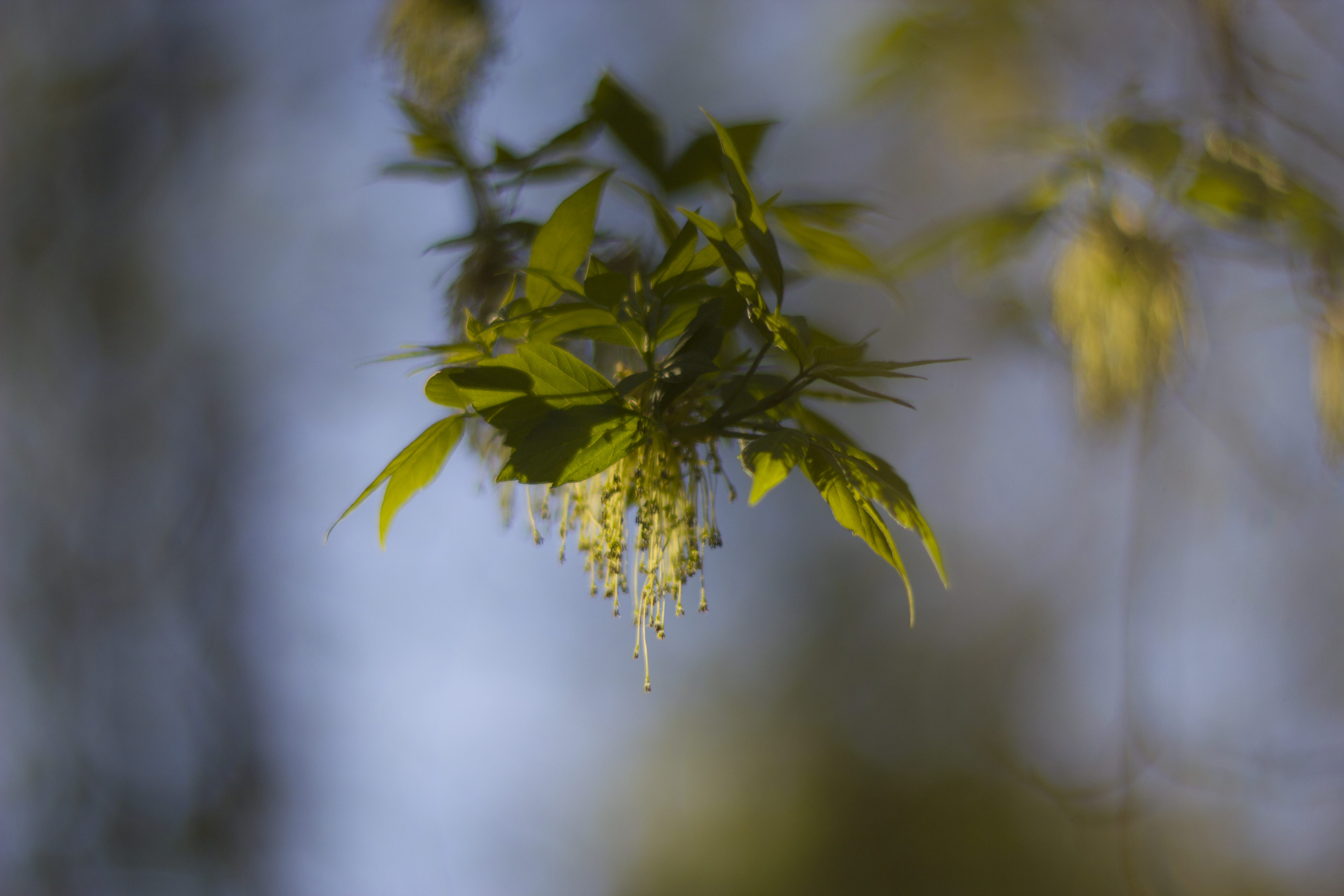 Green leaves and flowers on a branch HD Wallpaper