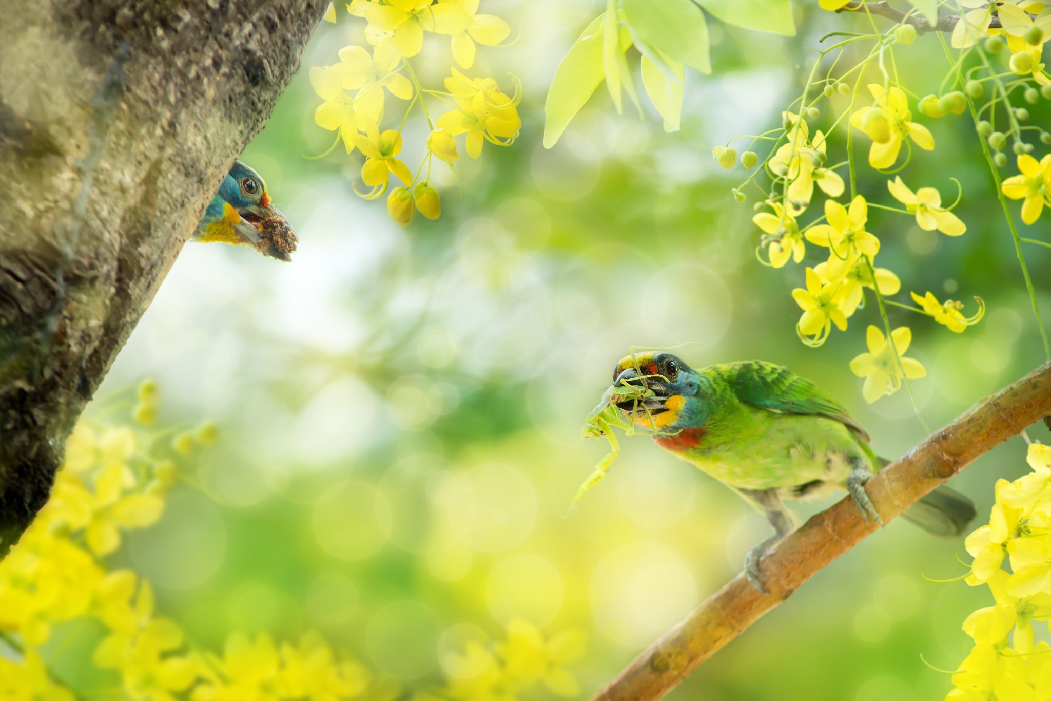 Two colorful birds with food near yellow flowers HD Wallpaper