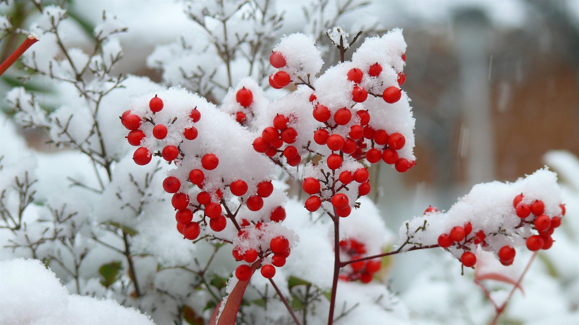 Red berries covered in snow on branches HD Wallpaper