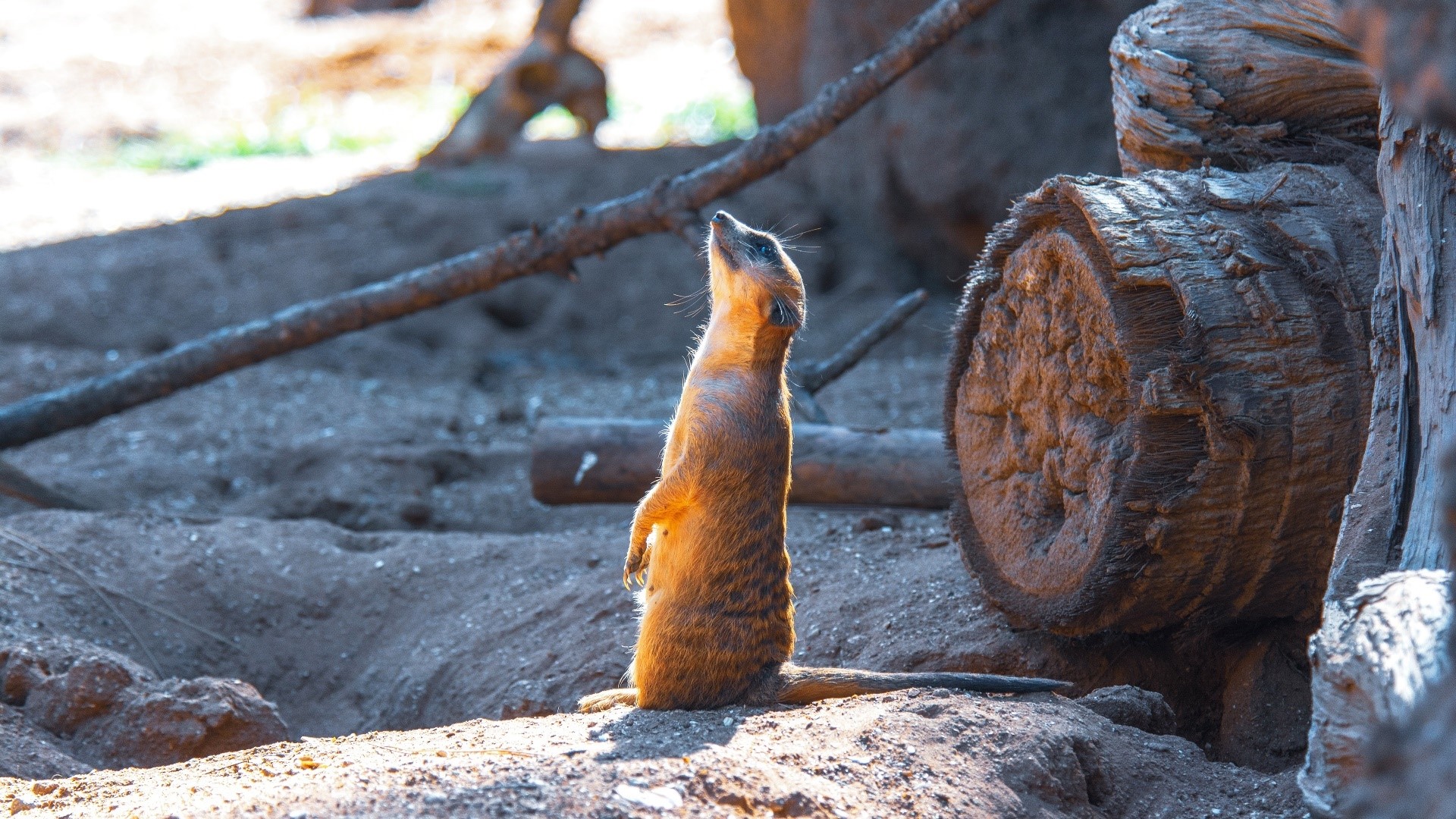 Meerkat standing alert in a natural habitat HD Wallpaper
