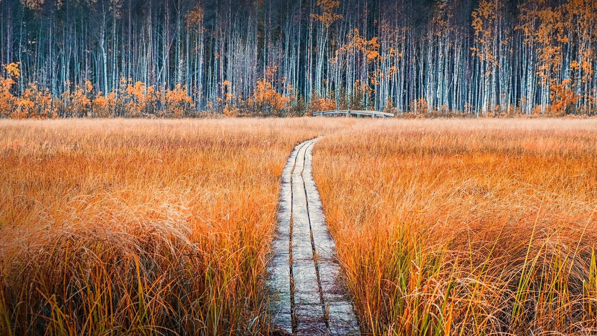 Wooden path through a golden marsh in Sweden during fall HD Wallpaper