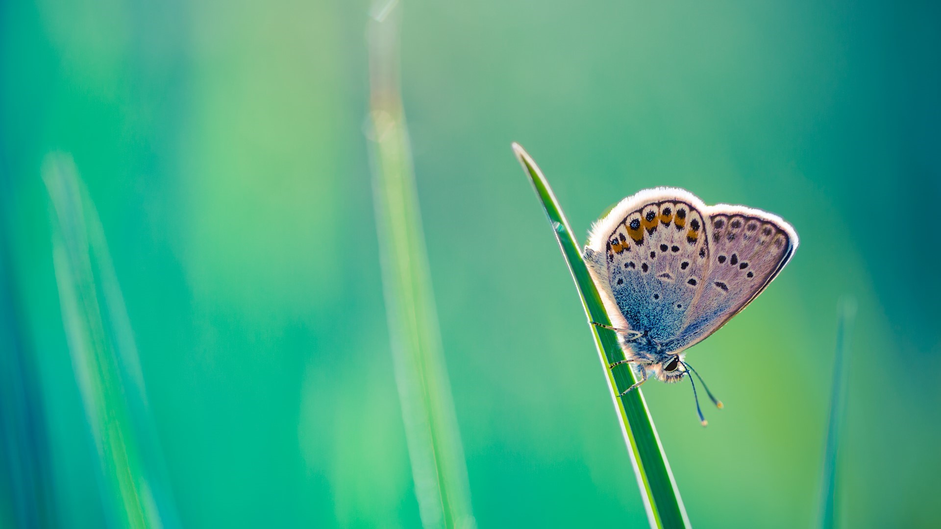 Close-up of a blue butterfly on a blade of grass HD Wallpaper