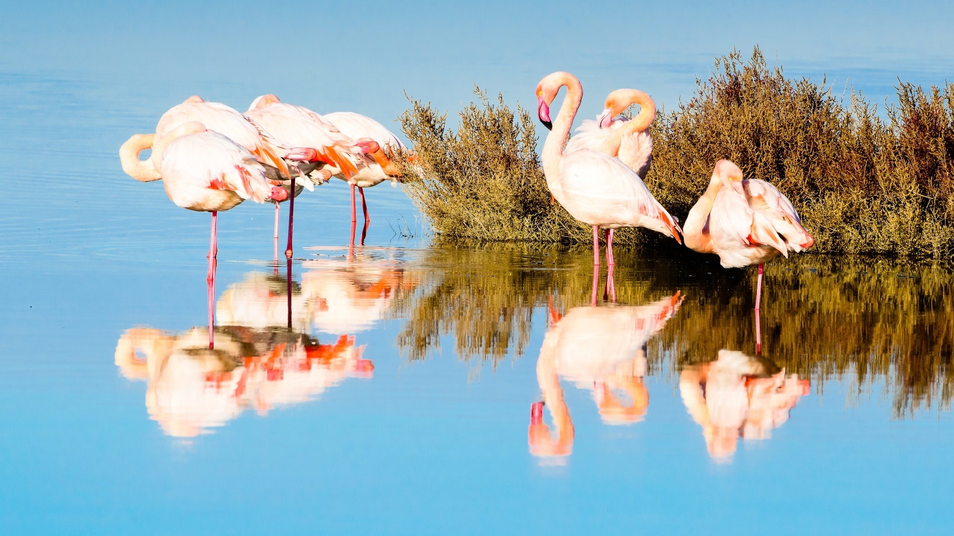 Flamingos standing in shallow water with reflections HD Wallpaper