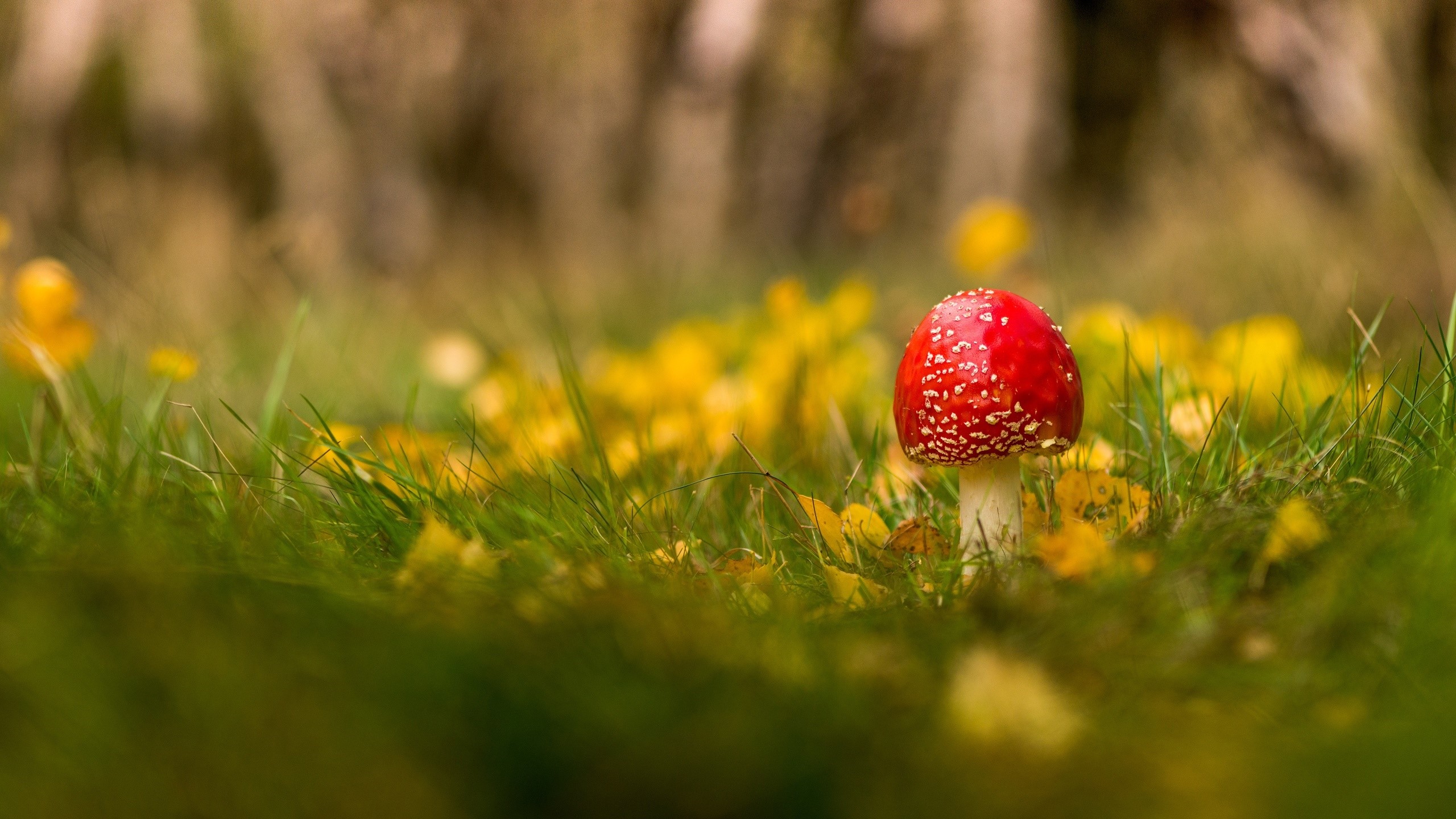Red mushroom with white spots in grass HD Wallpaper
