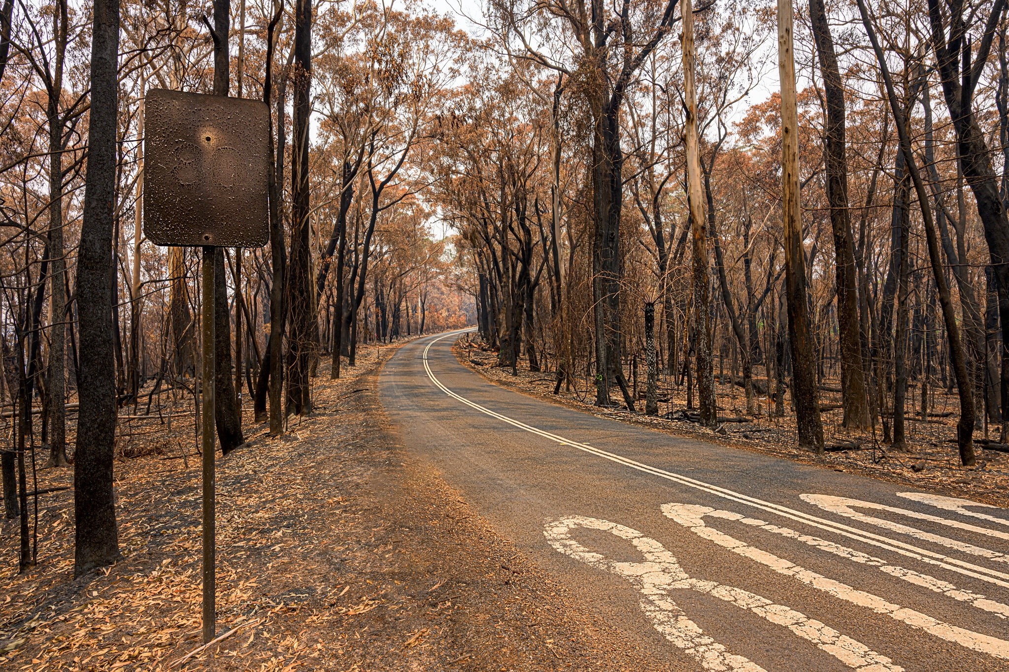 Road through a burnt forest in Australia HD Wallpaper