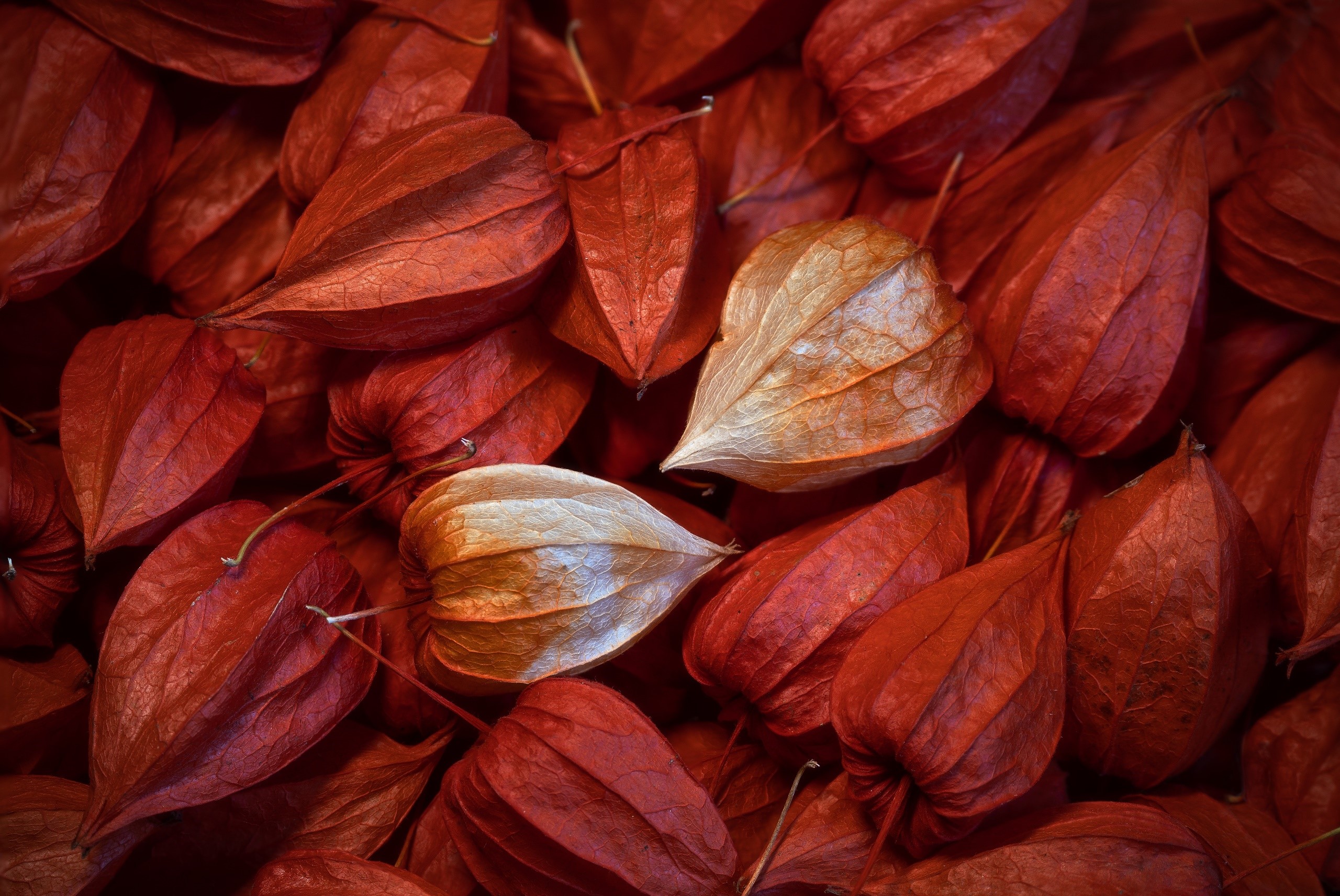 Red and beige Chinese lantern plants HD Wallpaper