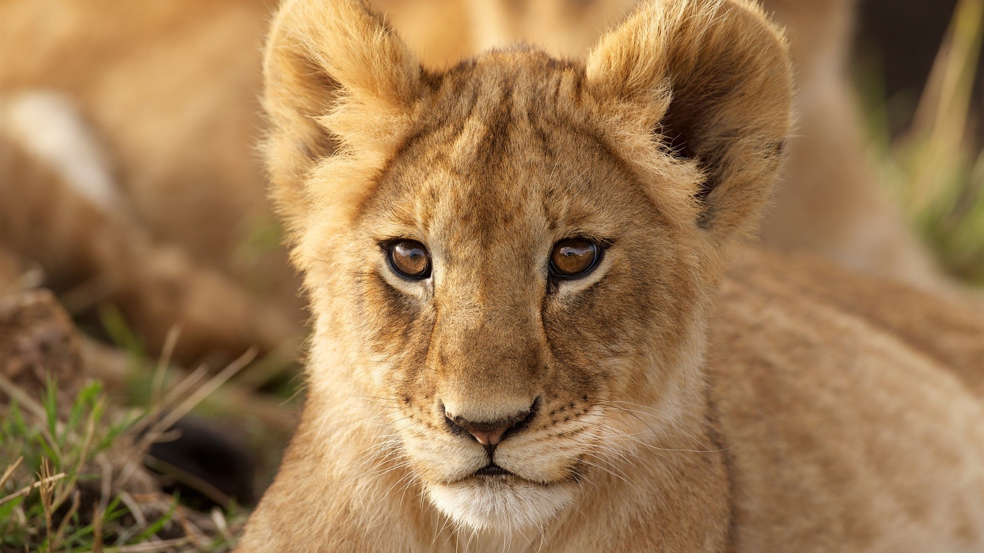 Close-up of a young lion cub's face HD Wallpaper