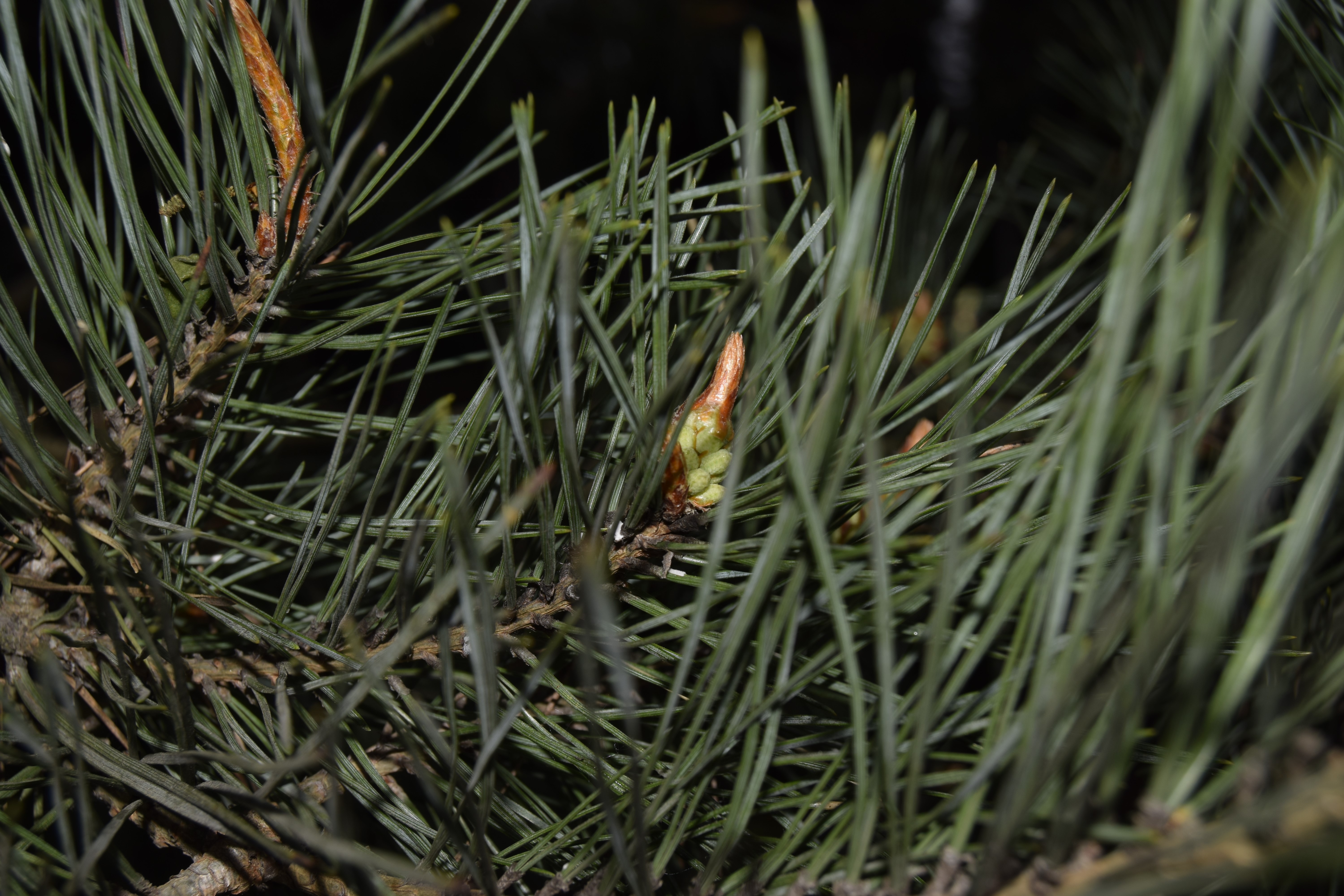 Pine tree bud and needles HD Wallpaper