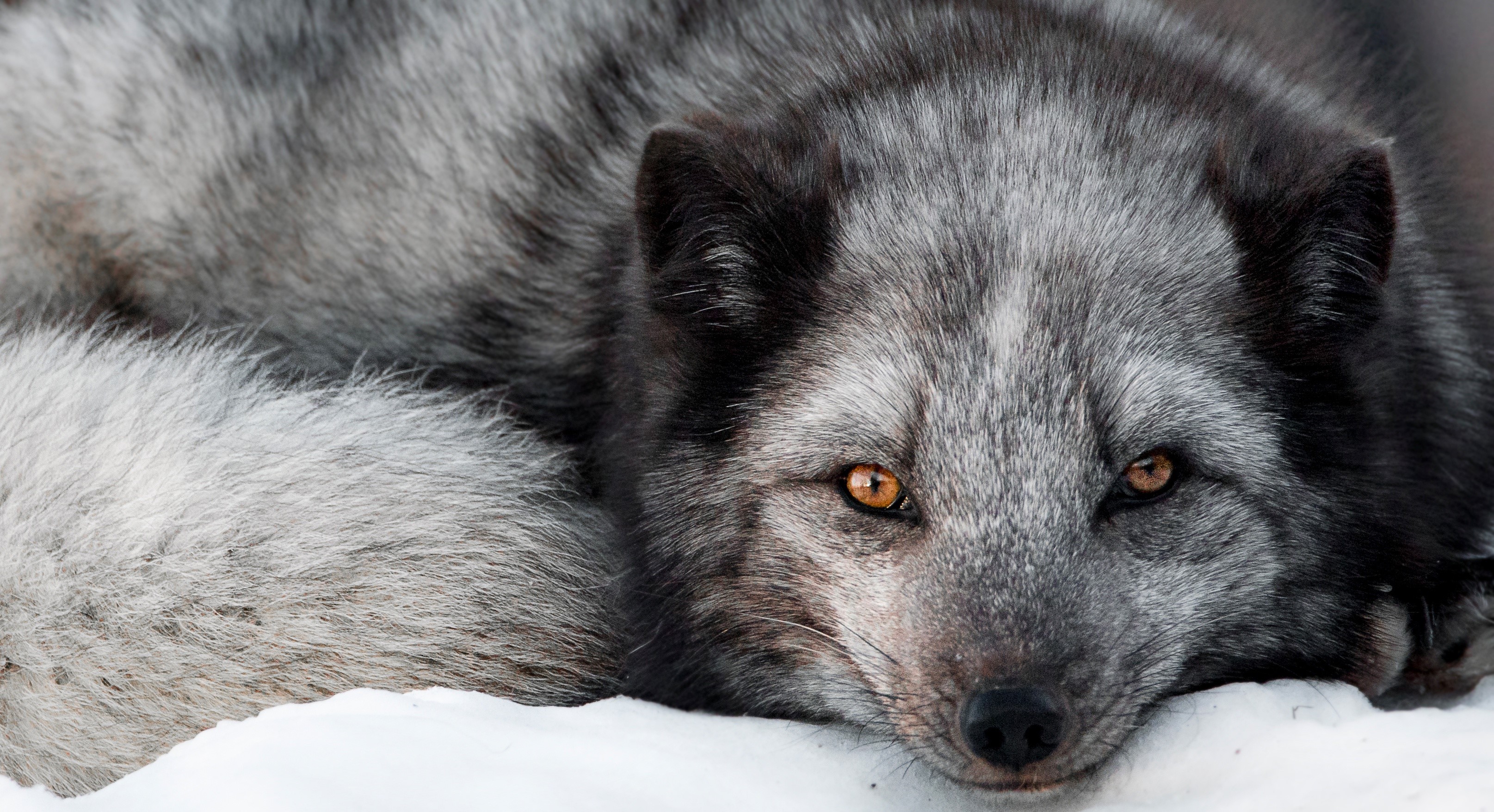 Close-up of an arctic fox resting in snow HD Wallpaper