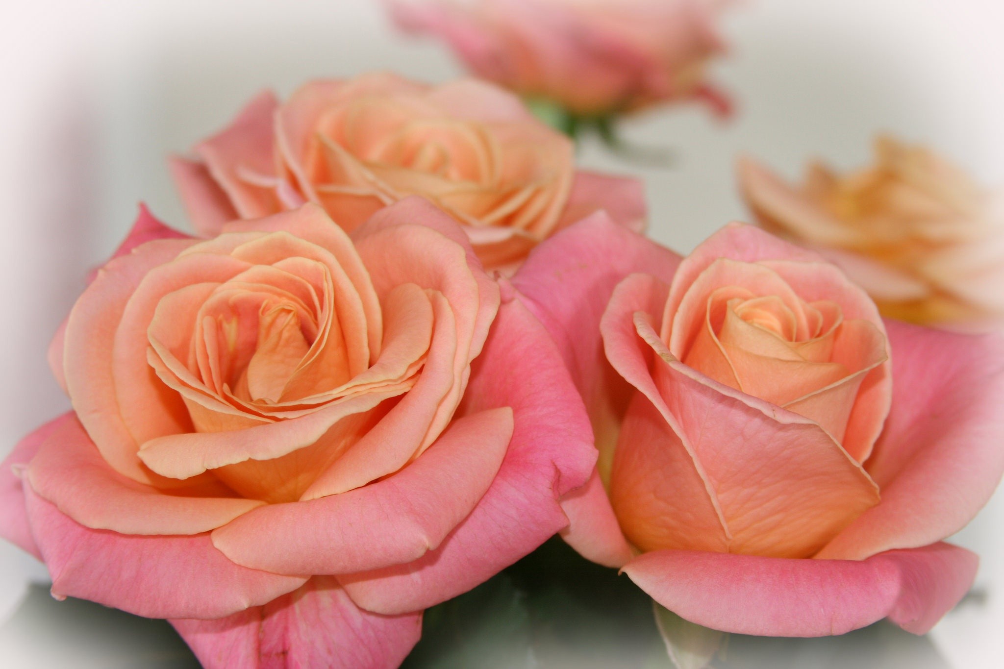 Close-up of peach and pink roses HD Wallpaper