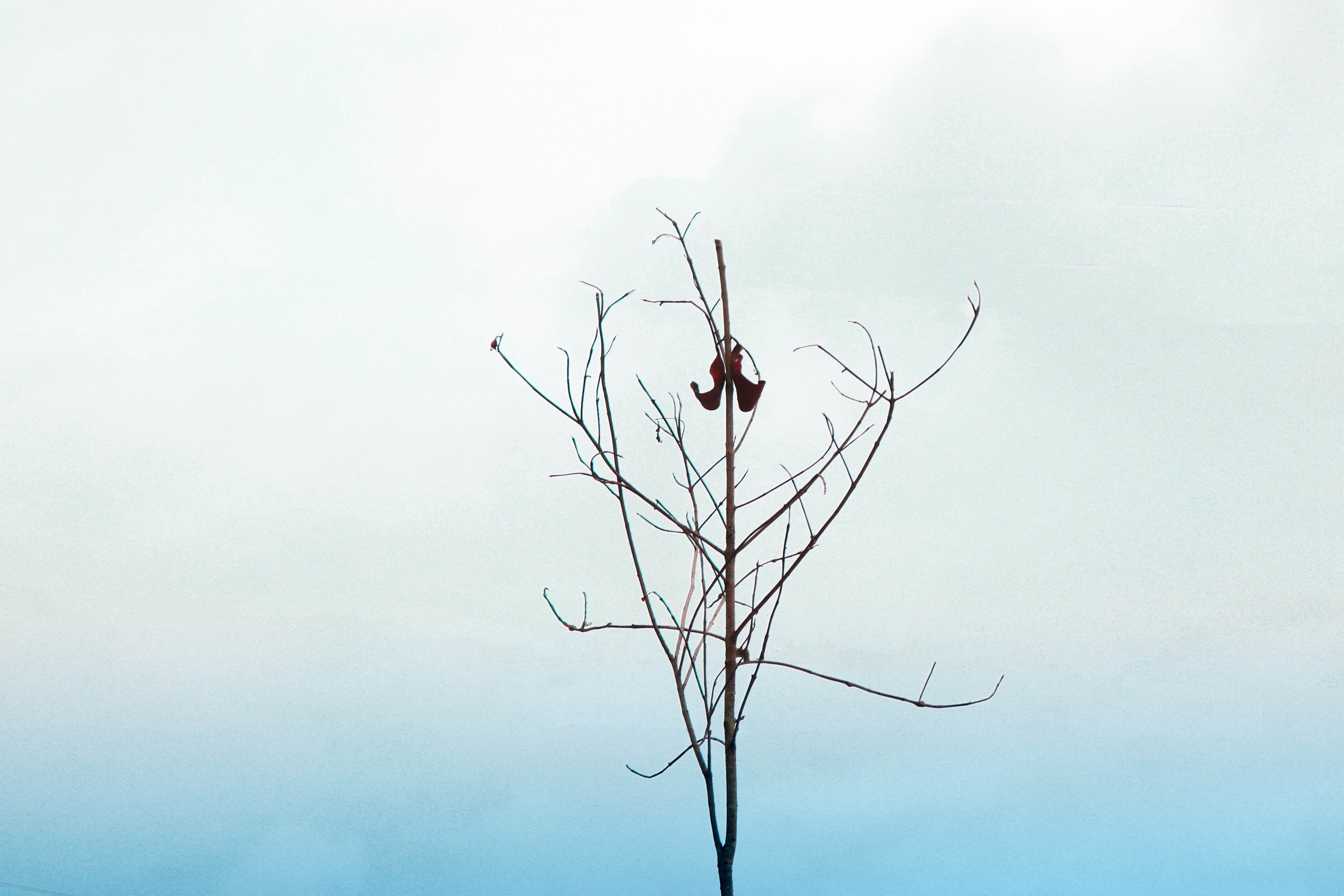 Bare tree with one leaf against a gradient sky HD Wallpaper