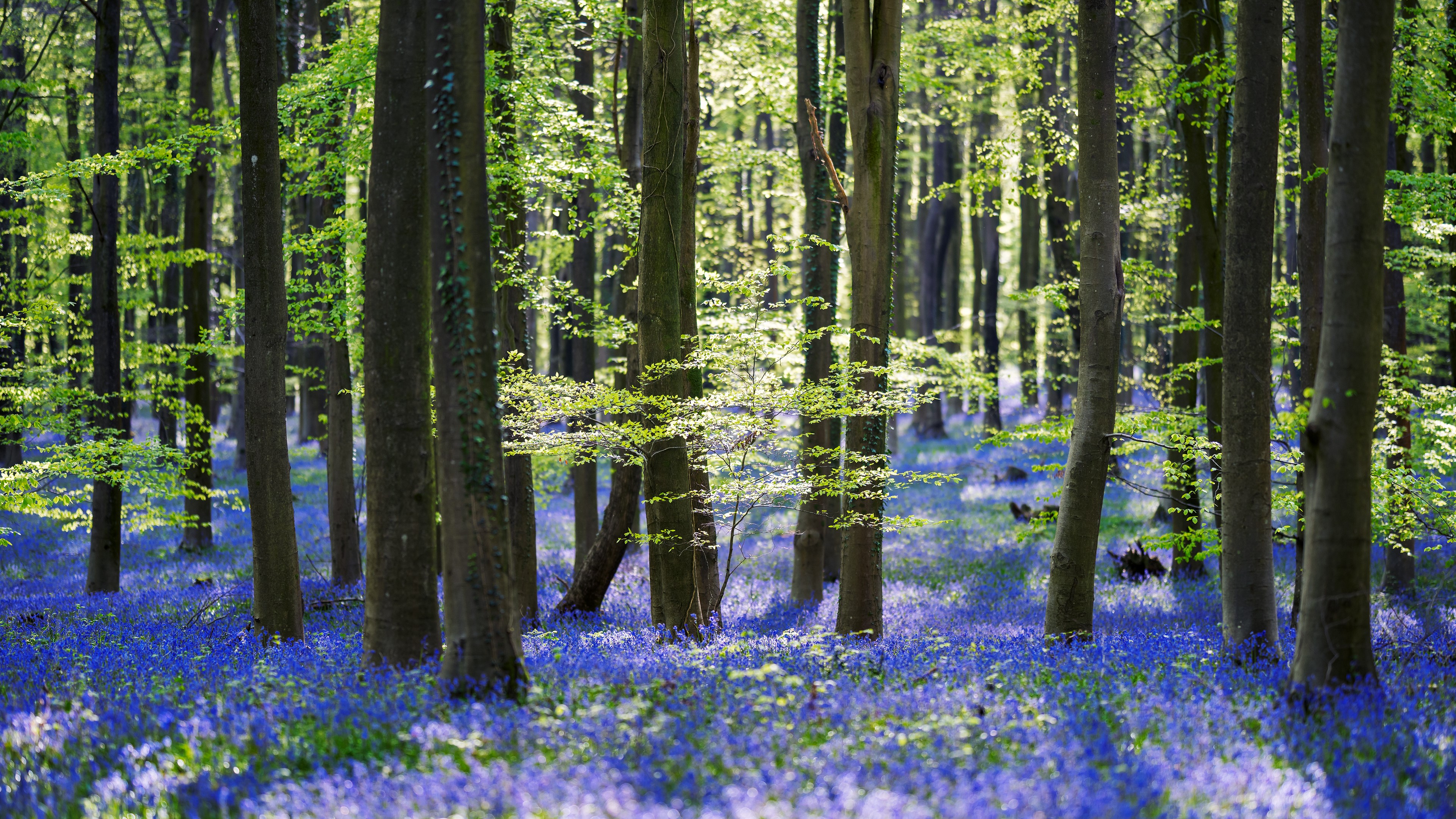 Bluebell Woods in Spring Sunlight HD Wallpaper