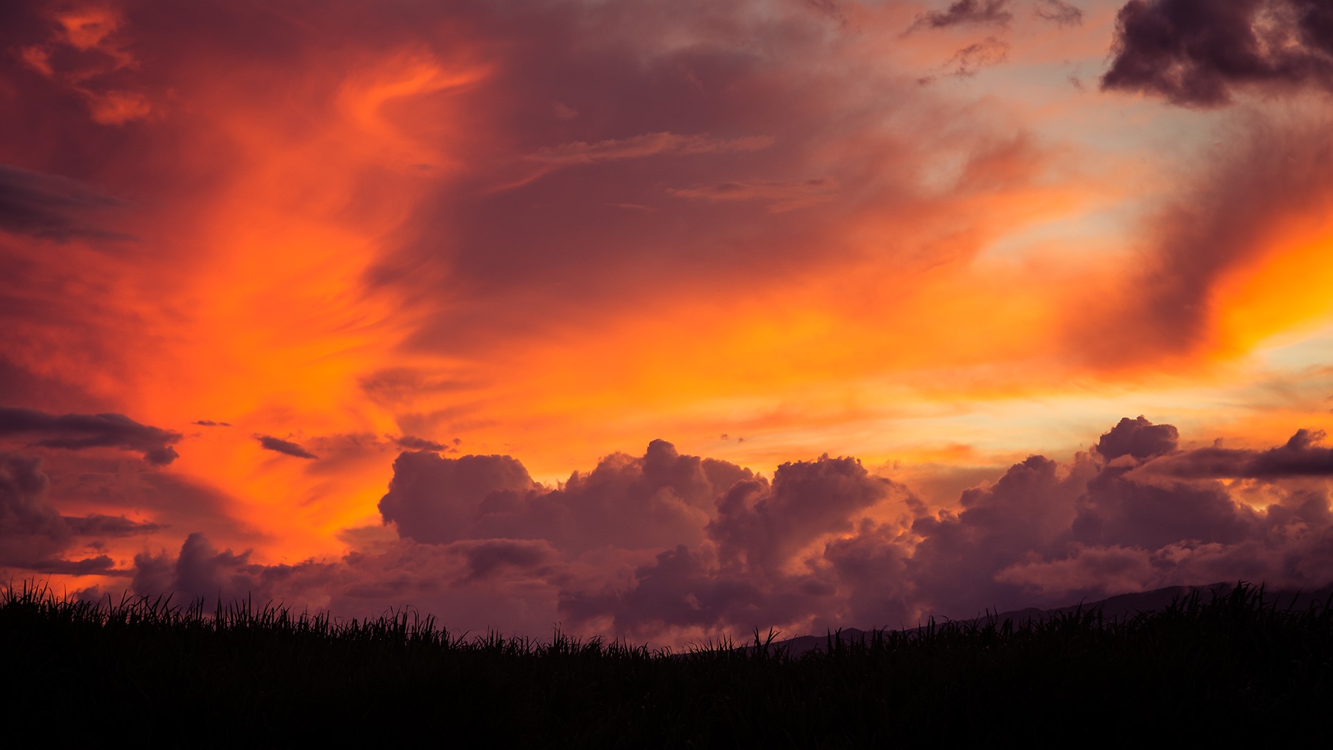 Dramatic sunset sky with silhouetted grass HD Wallpaper