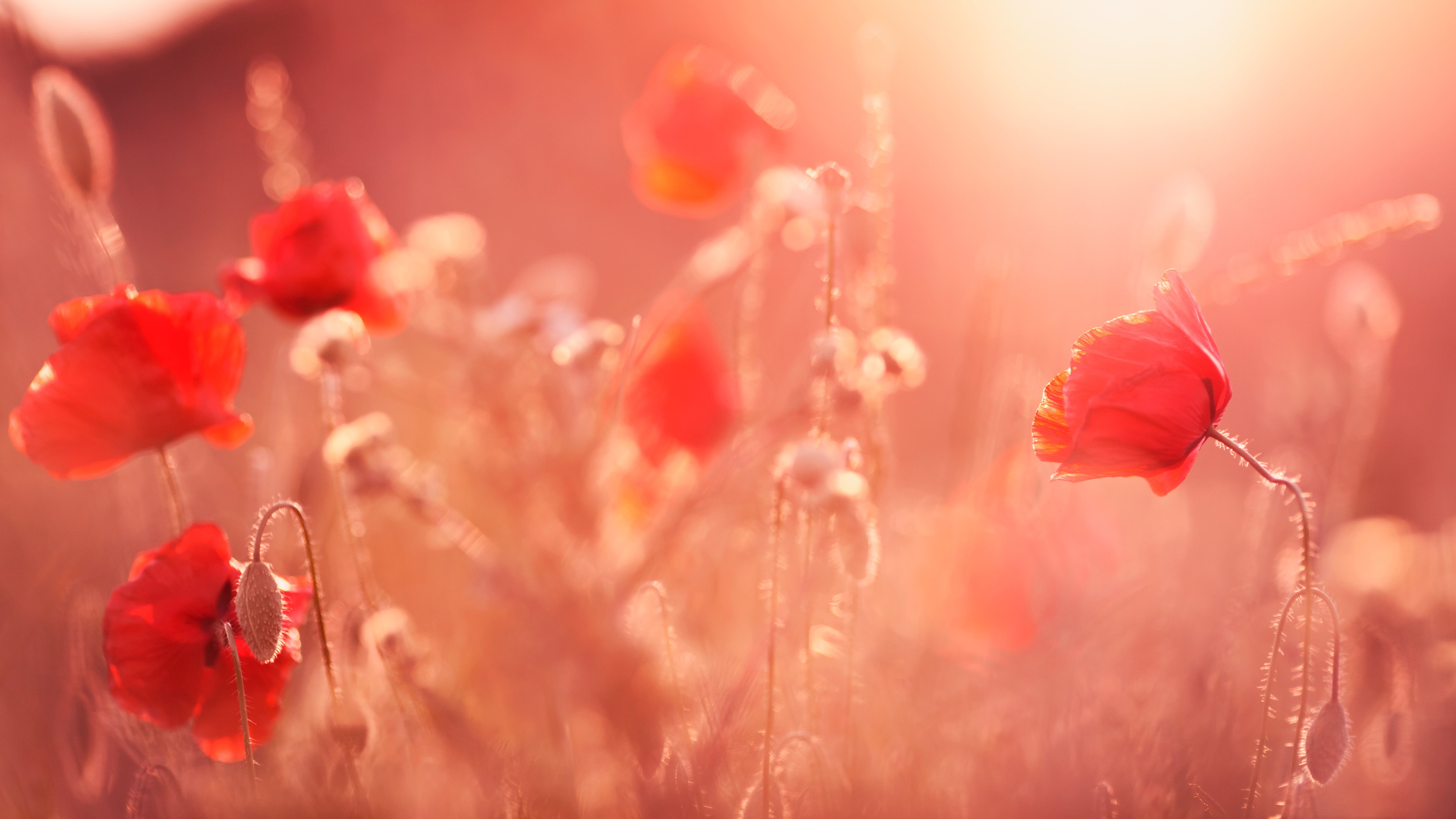 4K sunlight on red poppies in nature HD Wallpaper