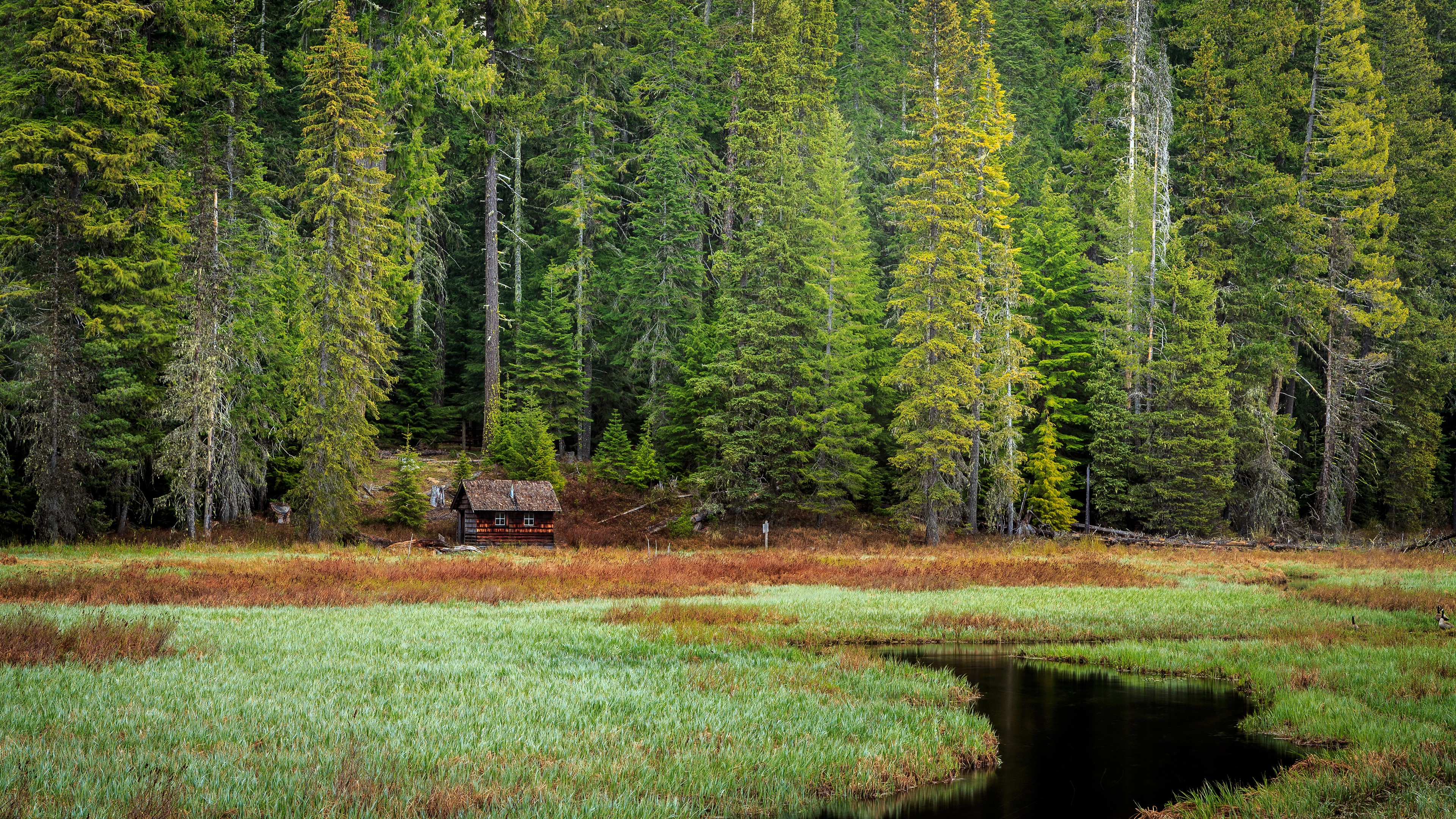 Cabin in a forest by a grassy marsh HD Wallpaper