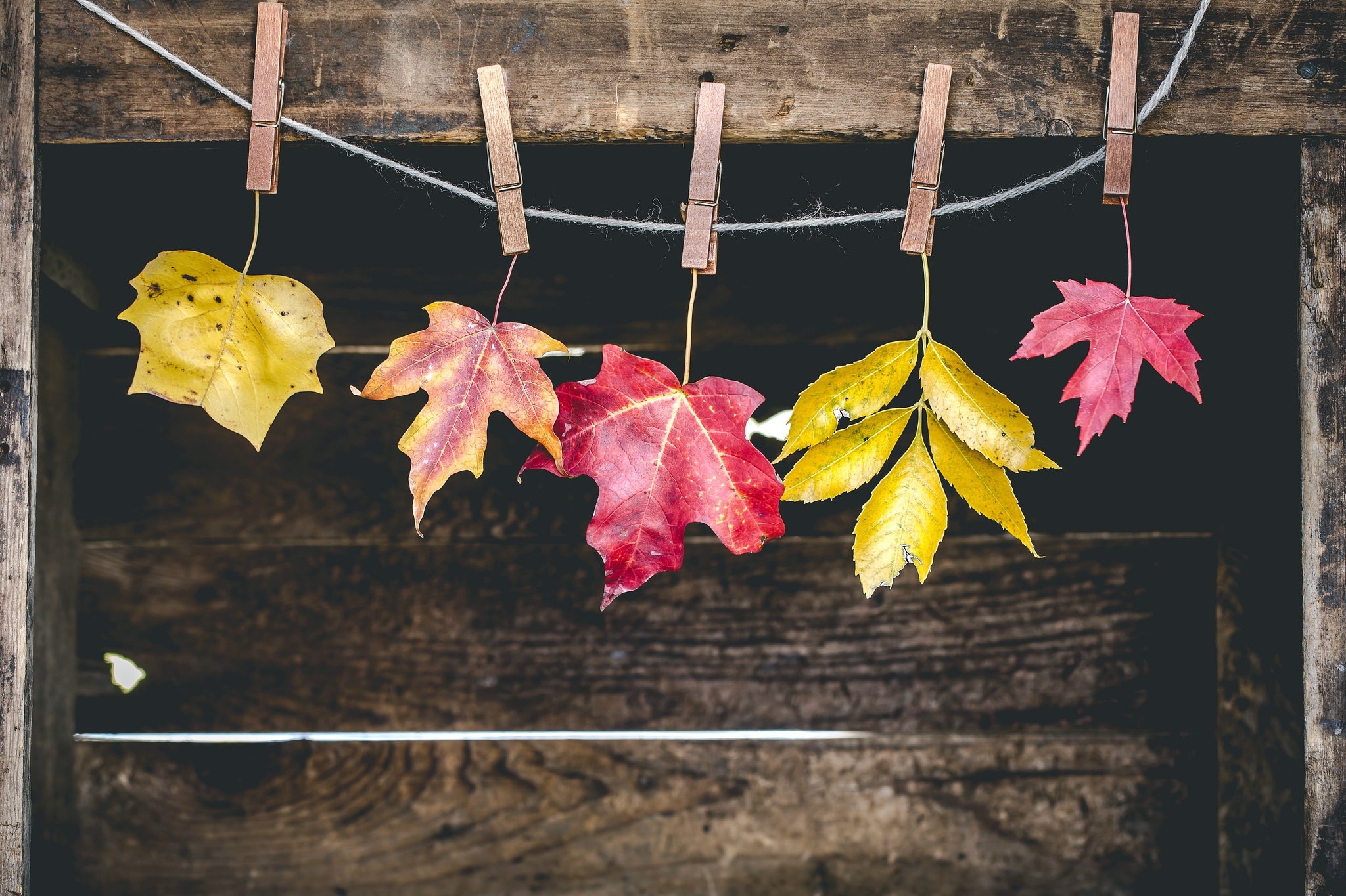 Autumn leaves hanging on a clothesline HD Wallpaper