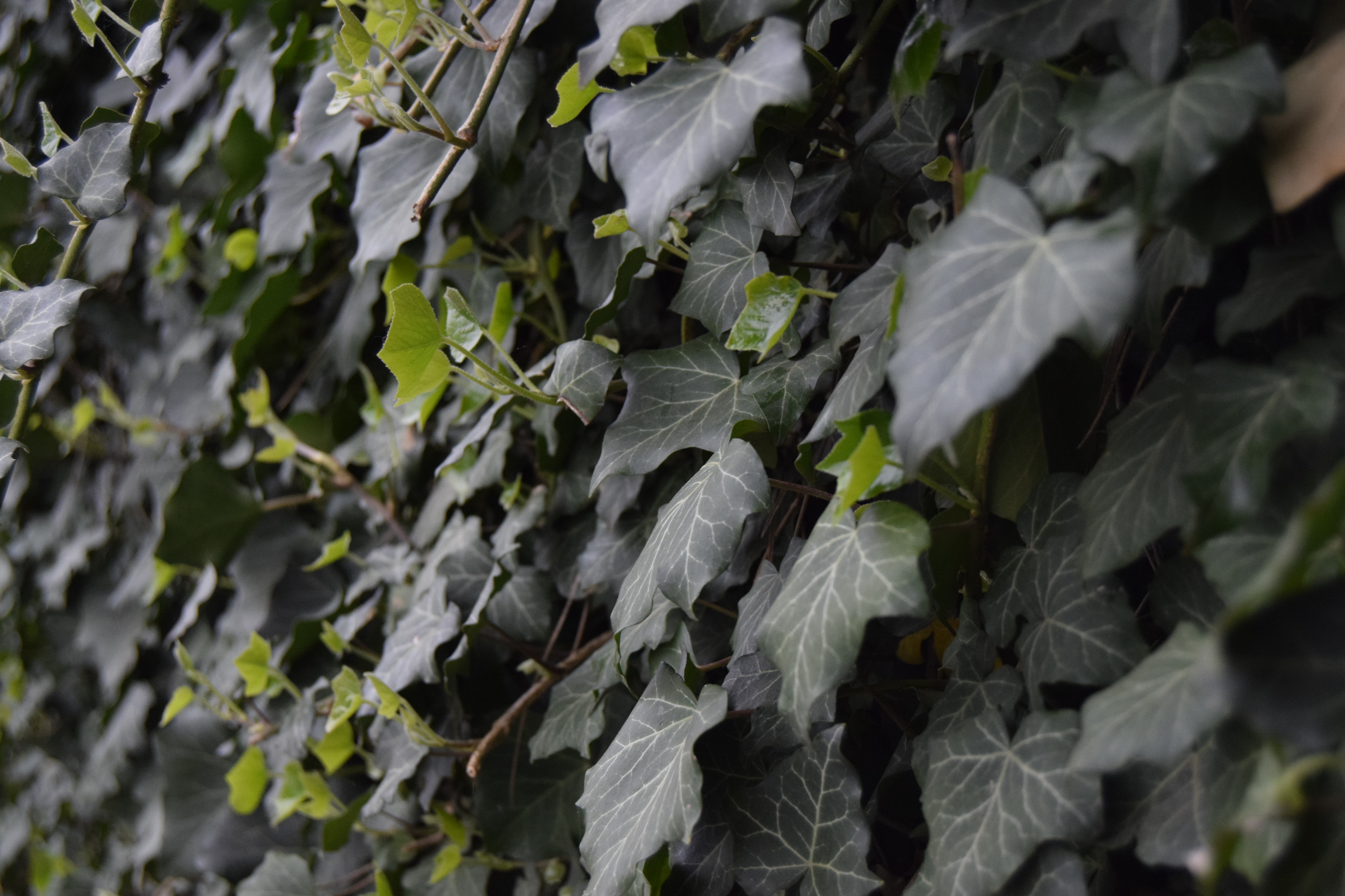 4K Ivy Plants HD Wallpaper