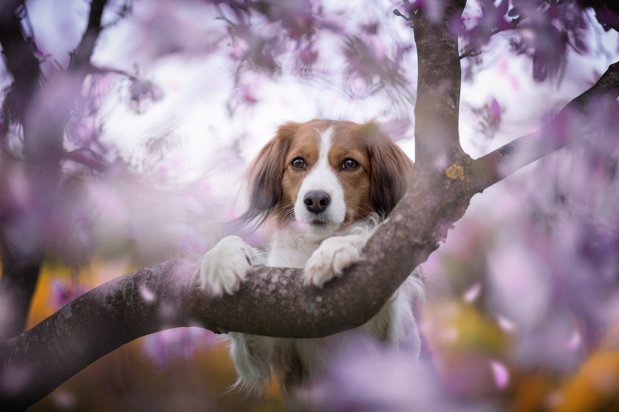 Dog on a tree branch with purple flowers HD Wallpaper