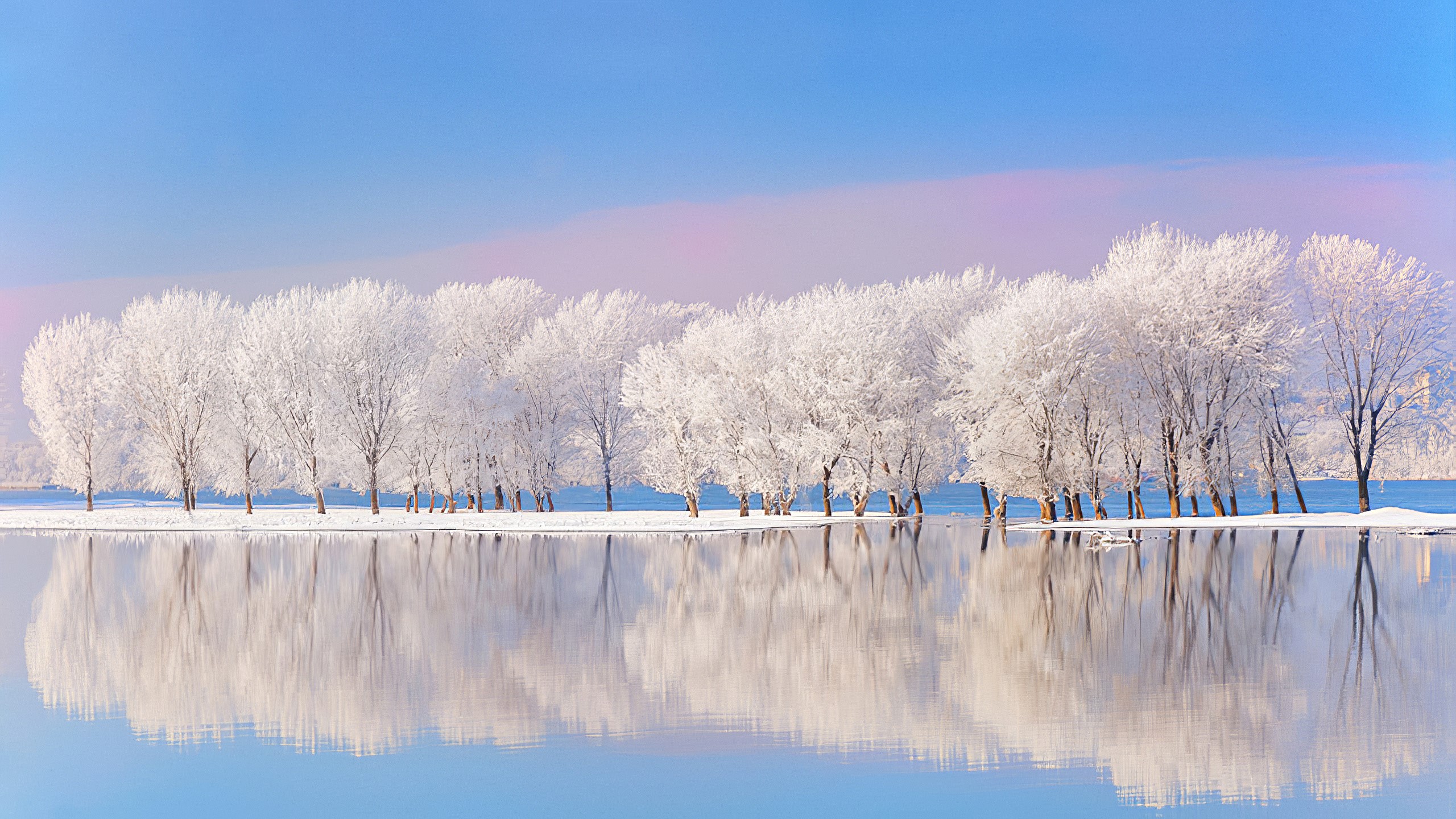 Snow-covered trees reflected in calm water under a blue sky HD Wallpaper